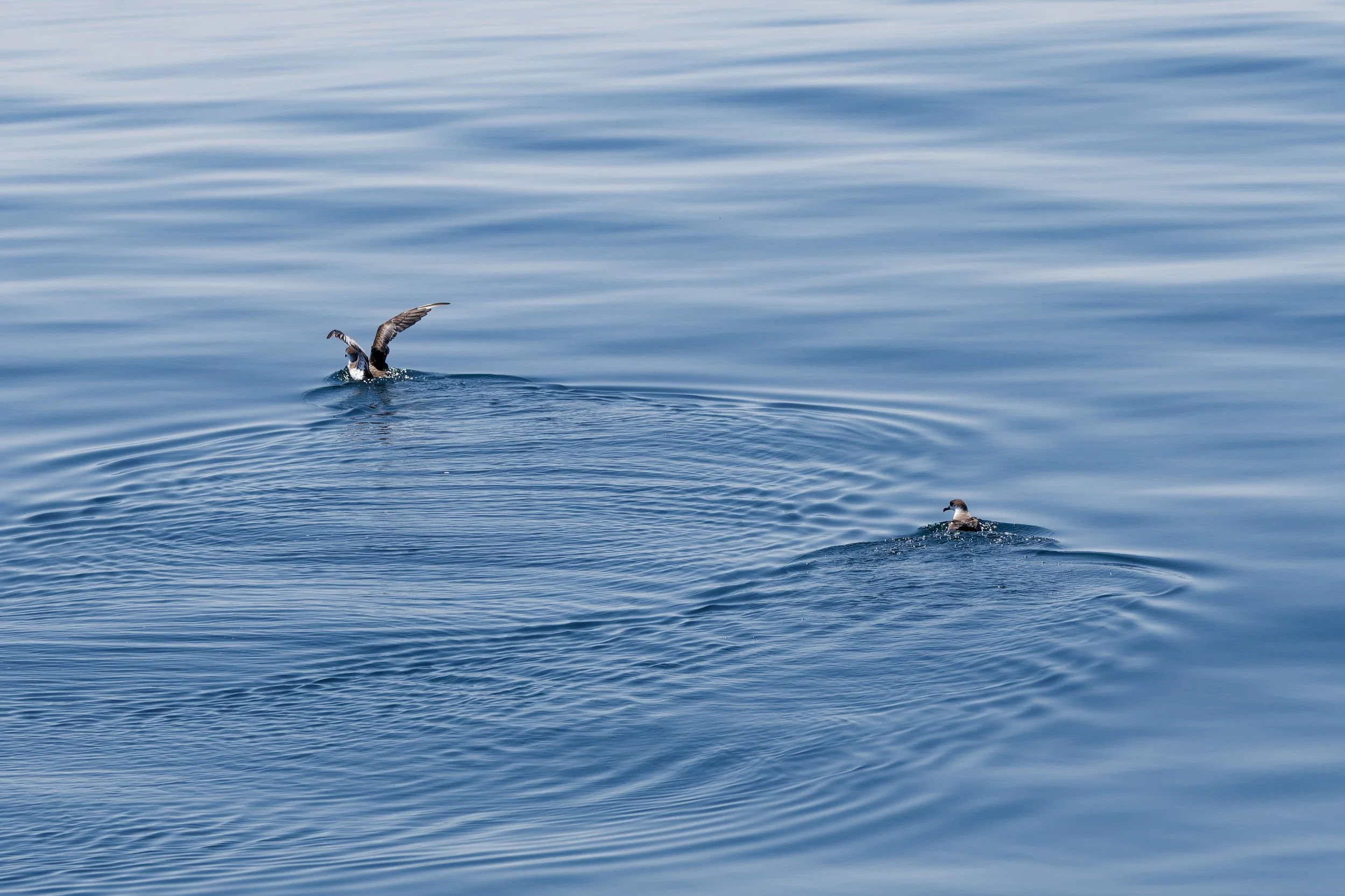 Great Shearwater.jpg