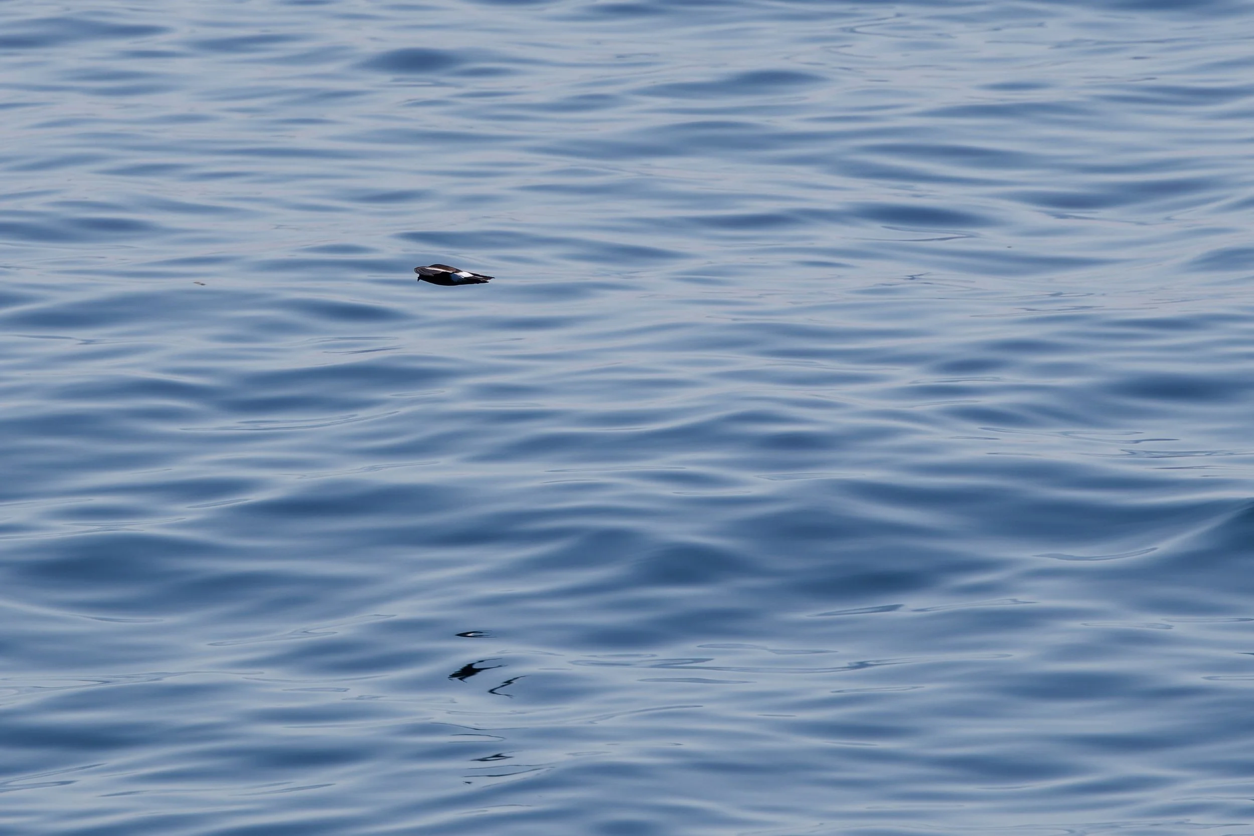 Wilsons Storm Petrel (2).jpg