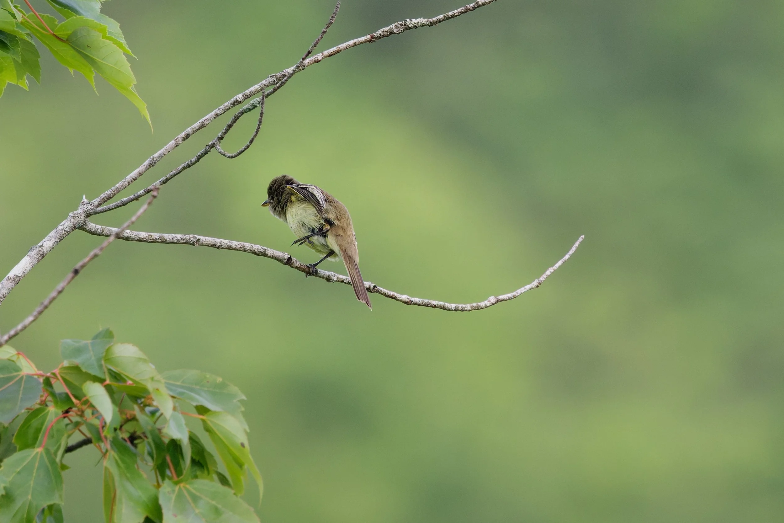 Great-crested Flycatcher (1).jpg