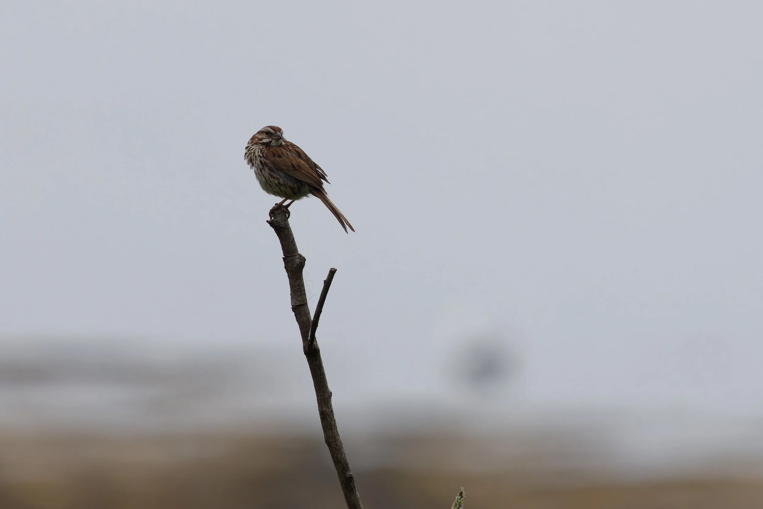 Song Sparrow (7).jpg