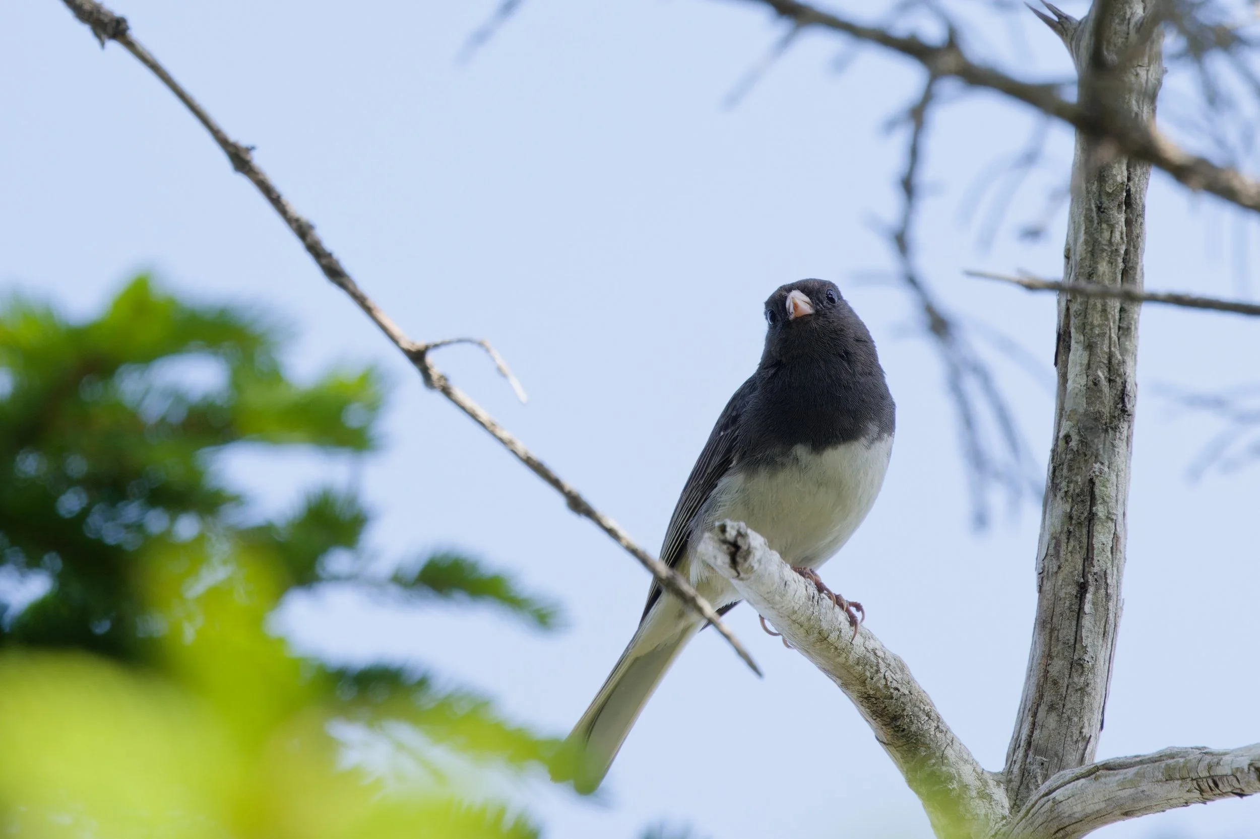 Dark-eyed Junco (9).jpg