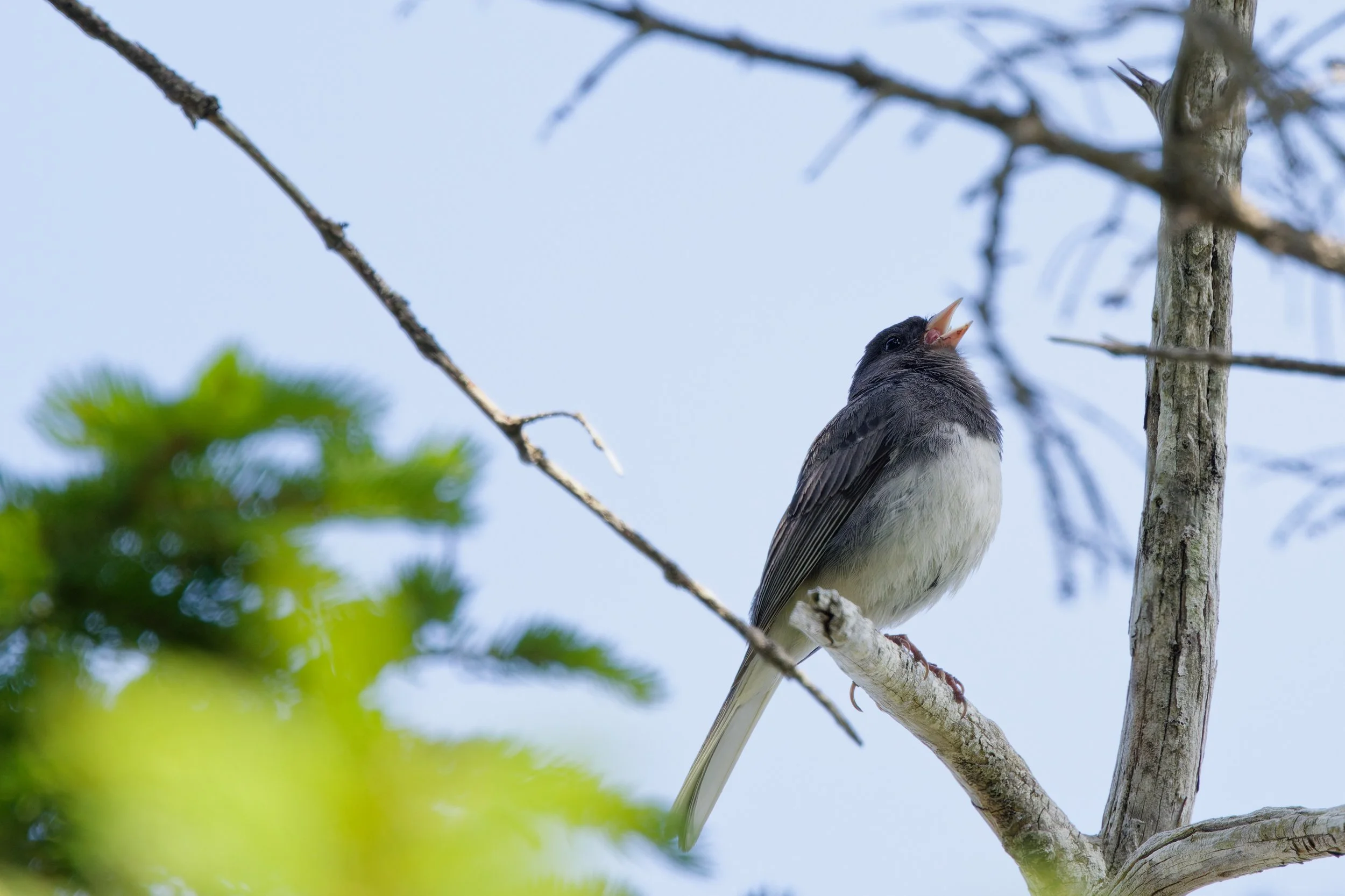 Dark-eyed Junco (8).jpg