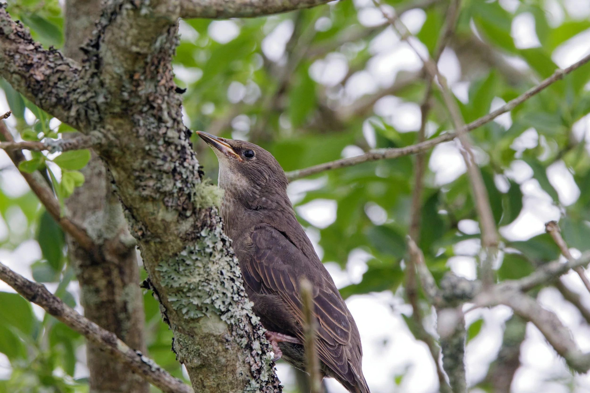 European Starling (4).jpg