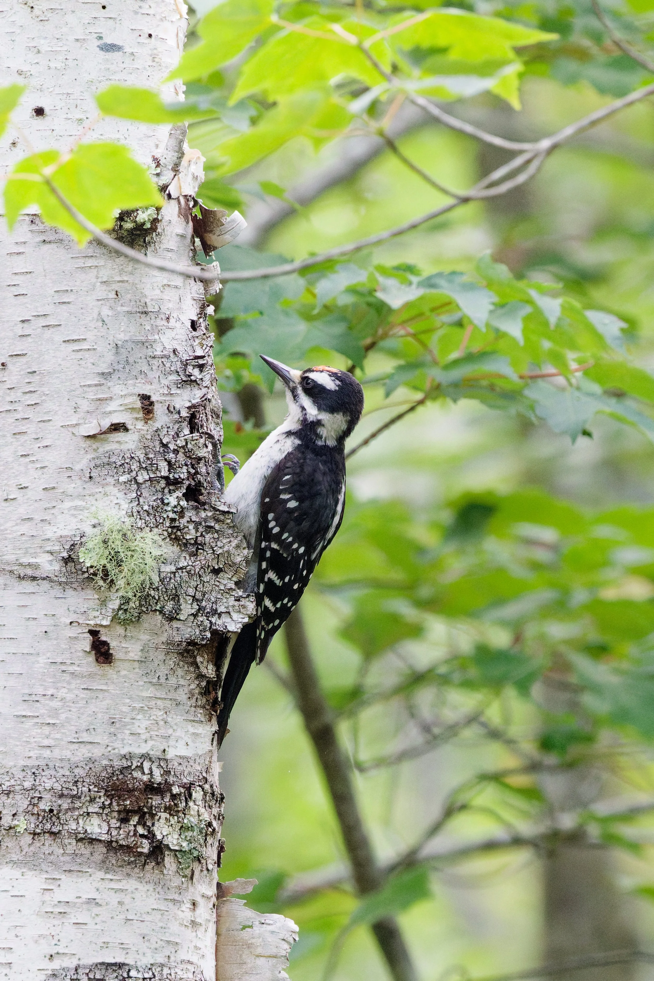 Hairy Woodpecker (3).jpg