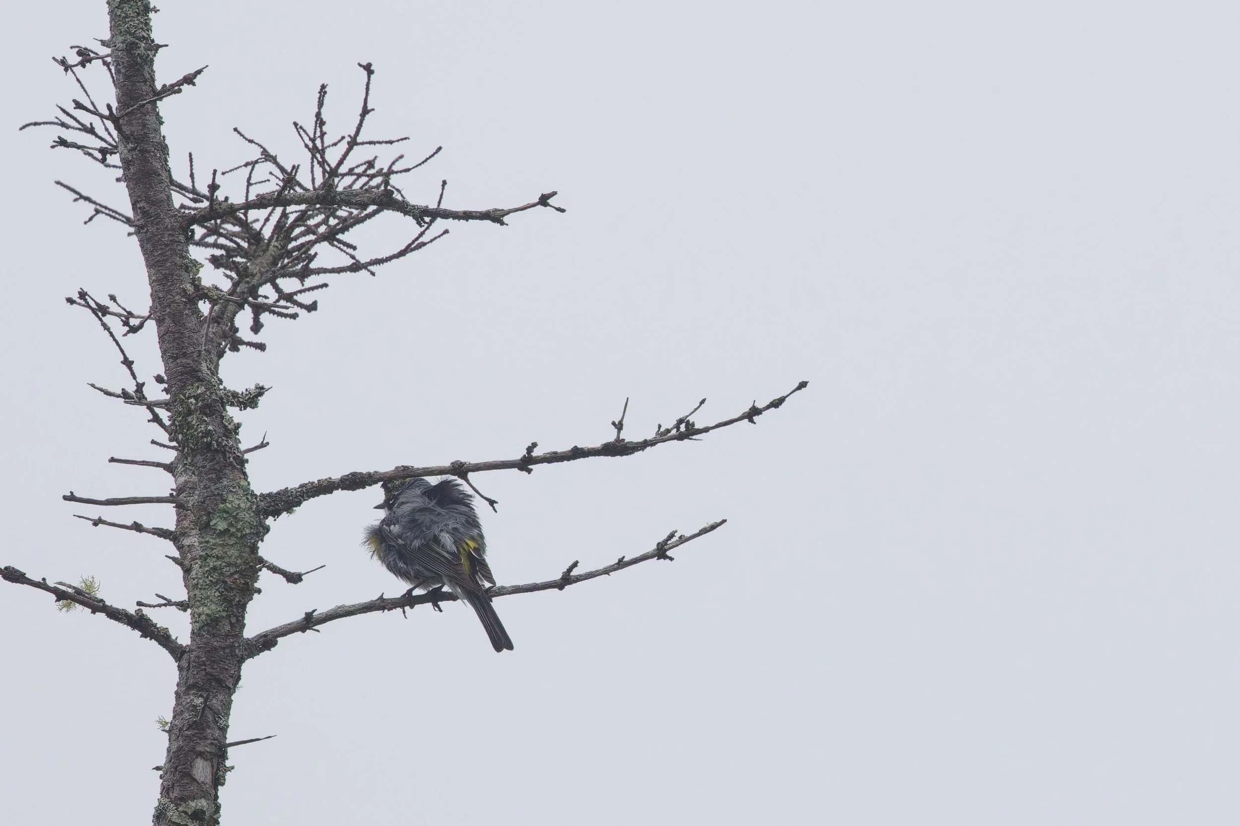 Yellow-rumped Warbler (6).jpg
