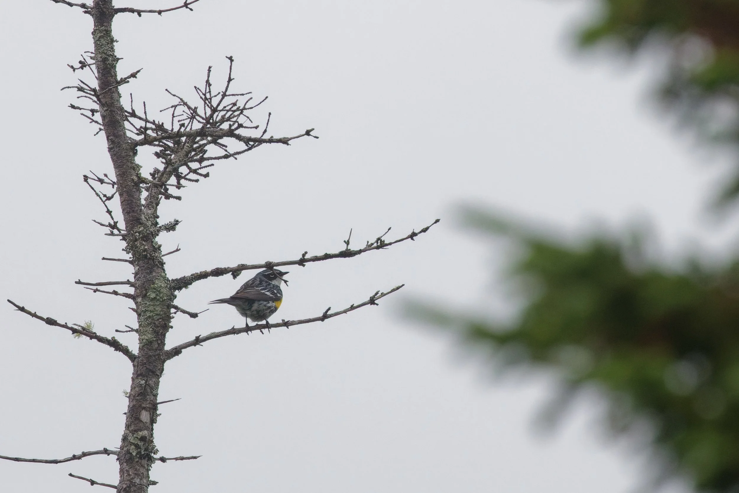 Yellow-rumped Warbler (5).jpg