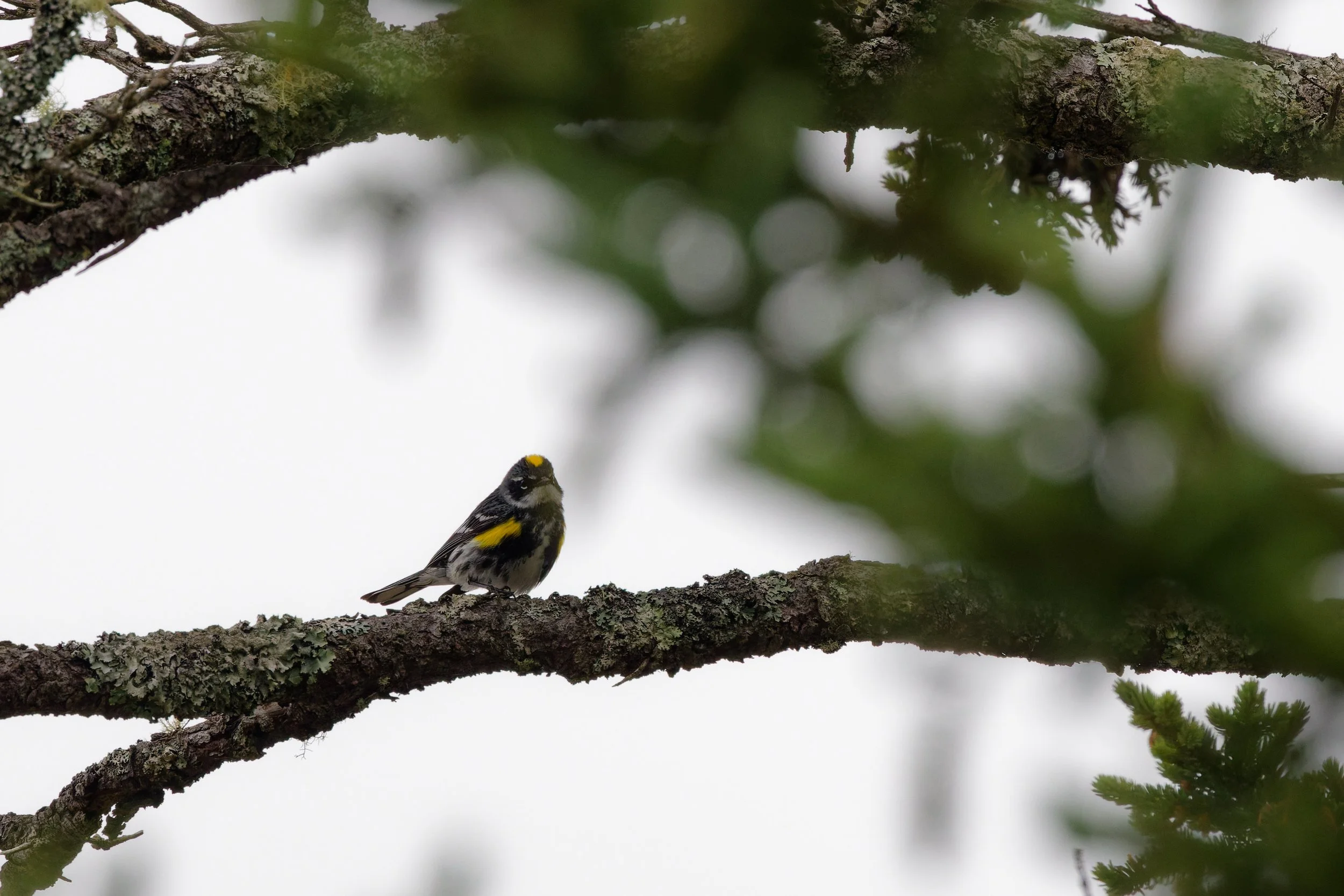 Yellow-rumped Warbler (8).jpg