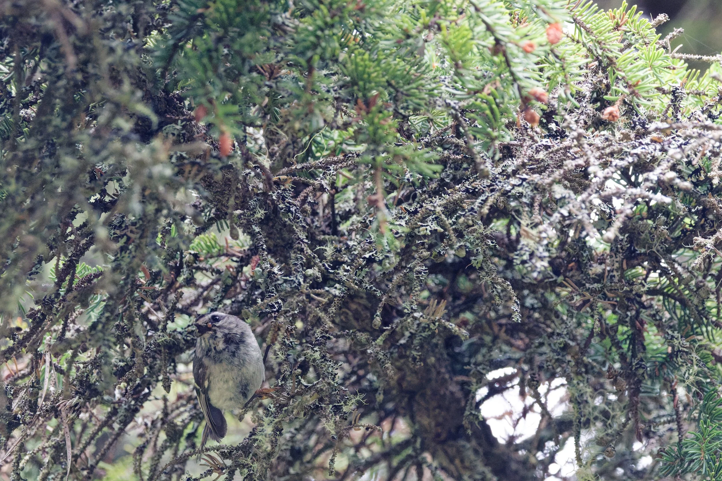 Golden-crowned Kinglet (5).jpg