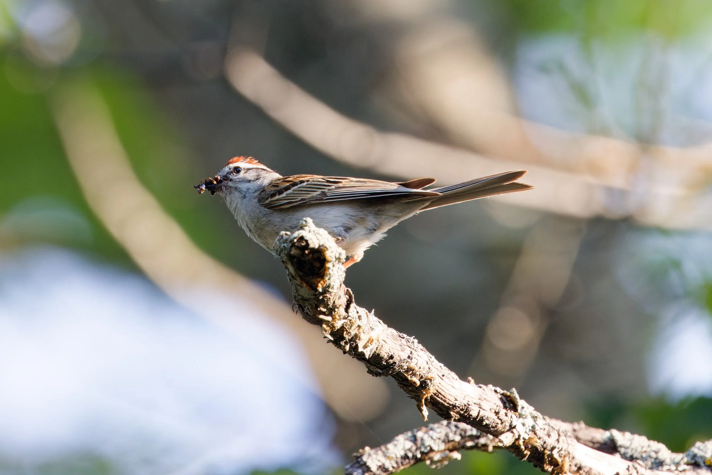 Chipping Sparrow (6).jpg