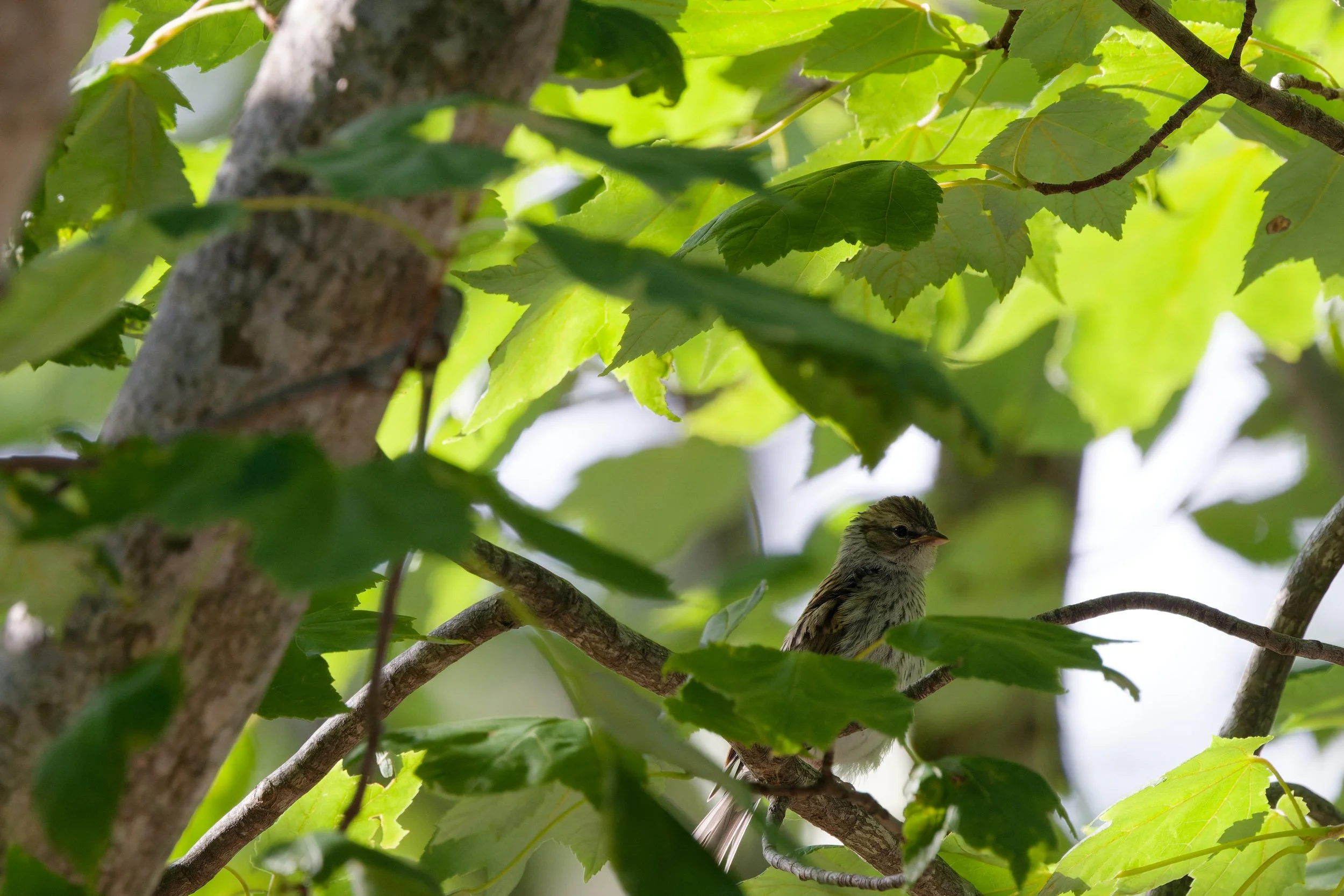Chipping Sparrow (5).jpg