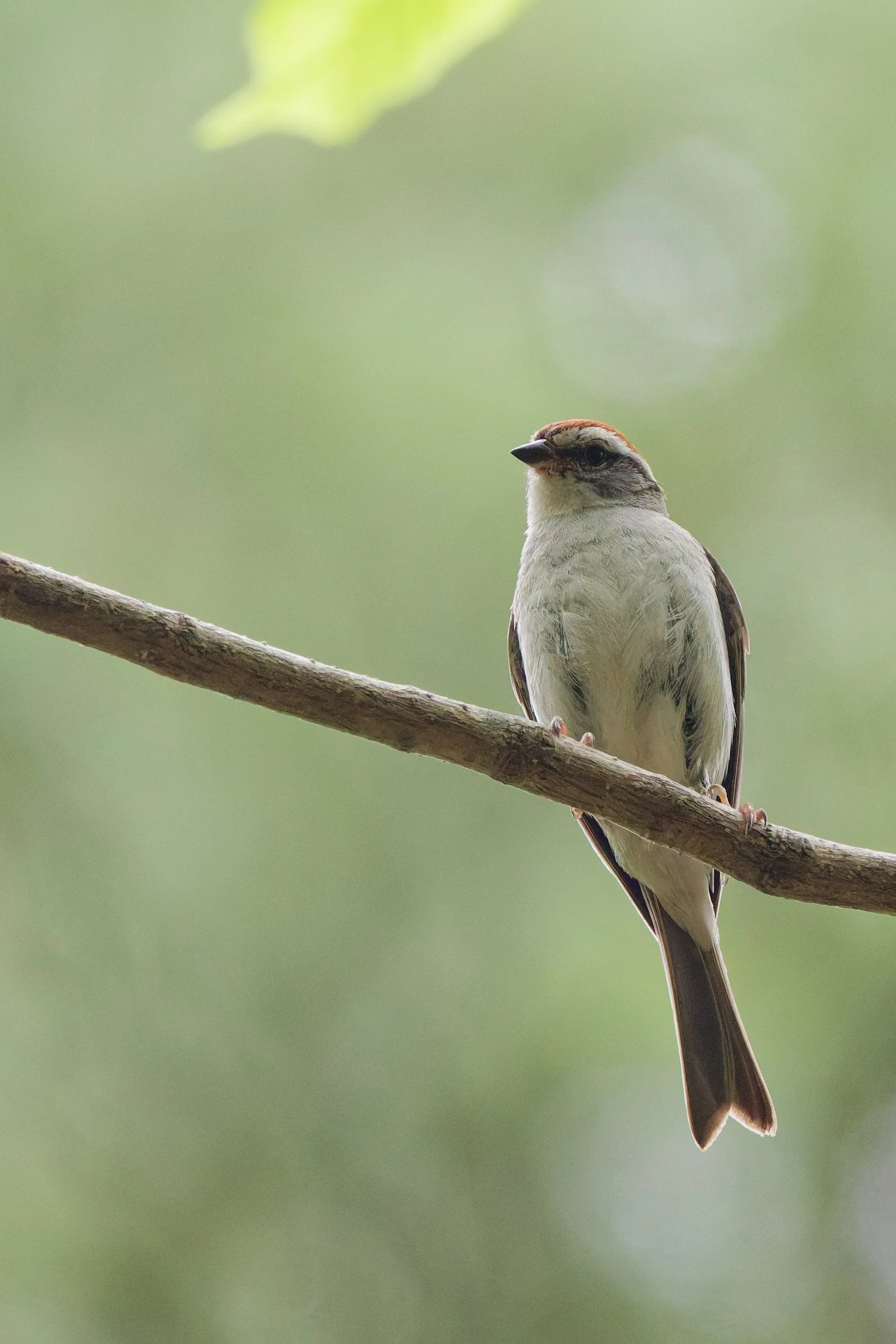 Chipping Sparrow (7).jpg