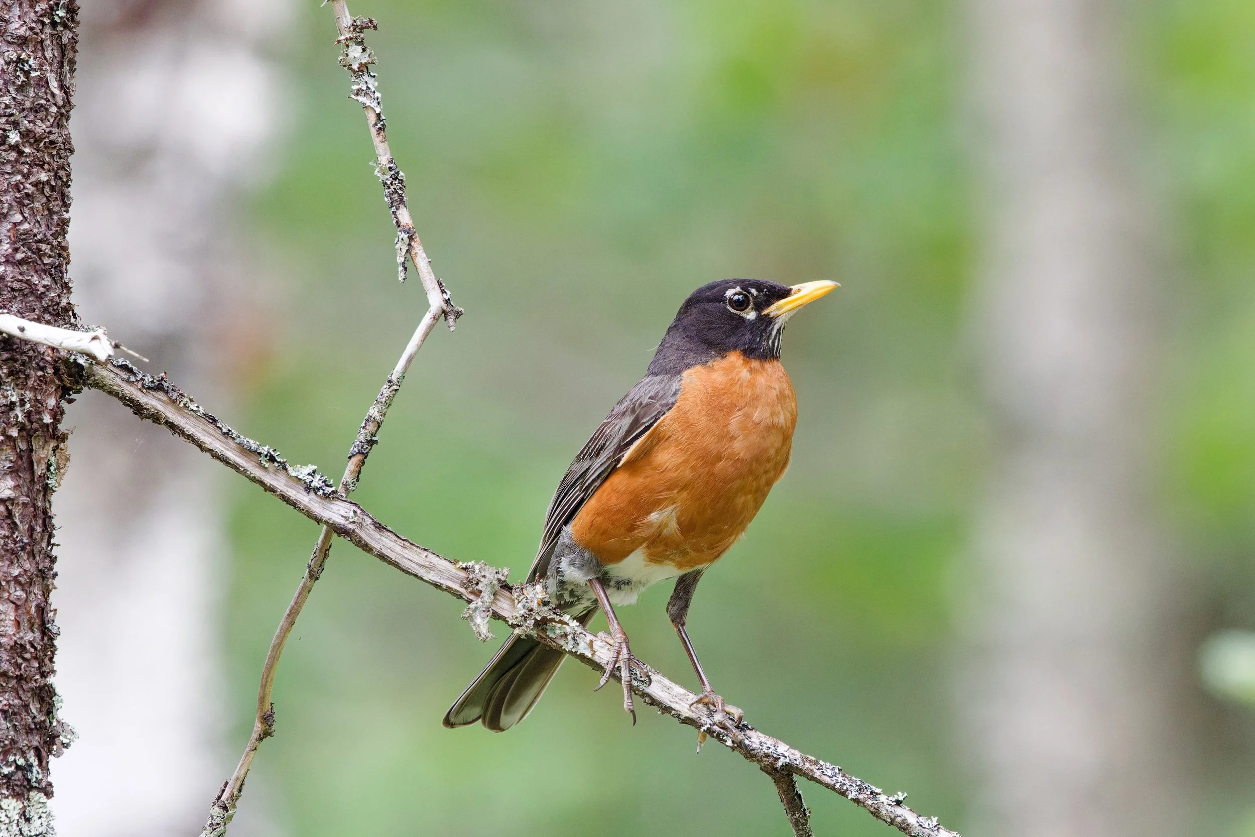 American Robin (7).jpg