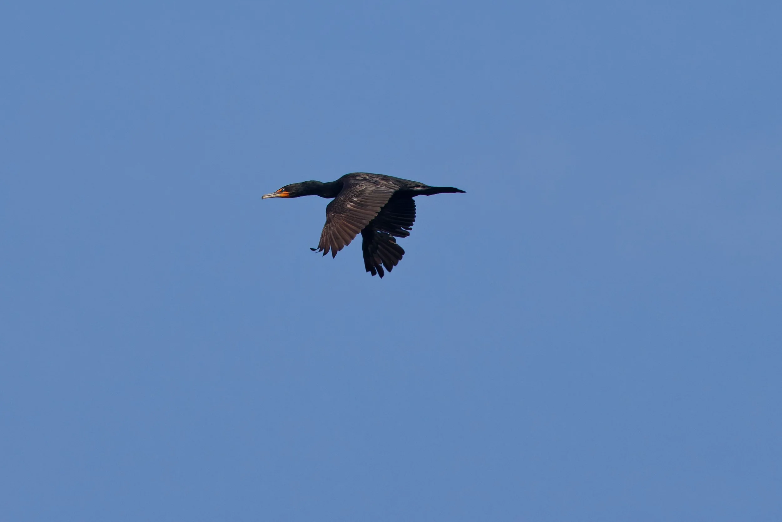 Double-crested Cormorant (2).jpg