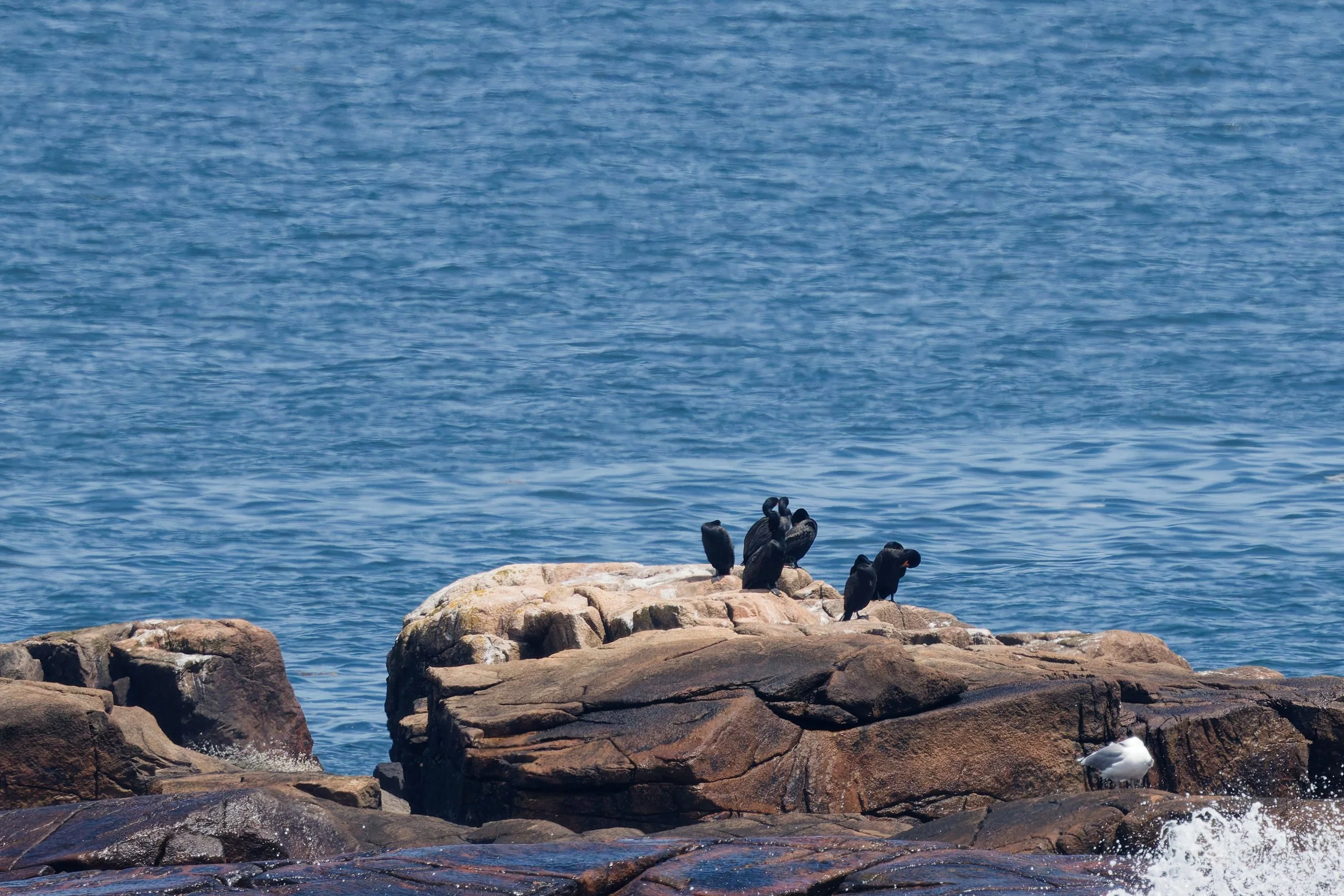 Double-crested Cormorant (4).jpg