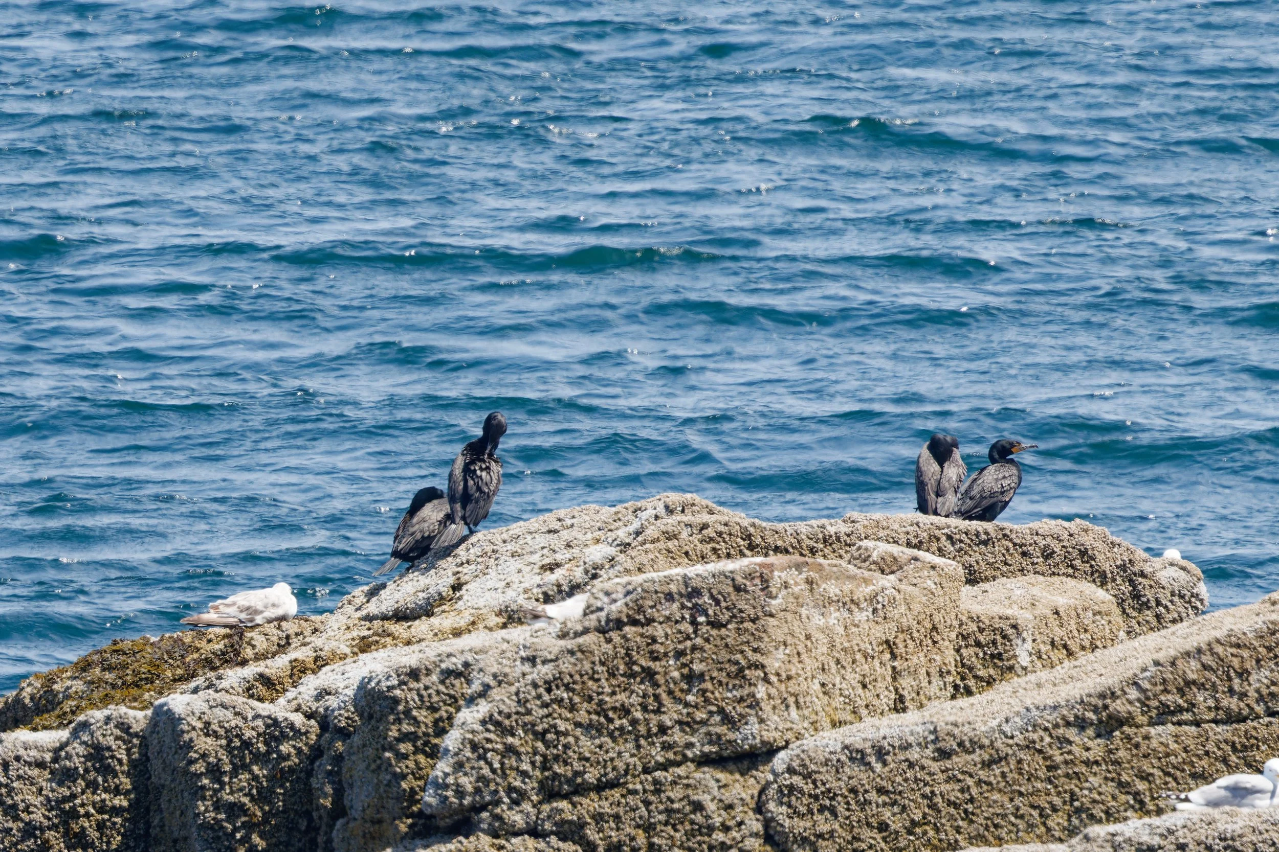 Double-crested Cormorant (3).jpg