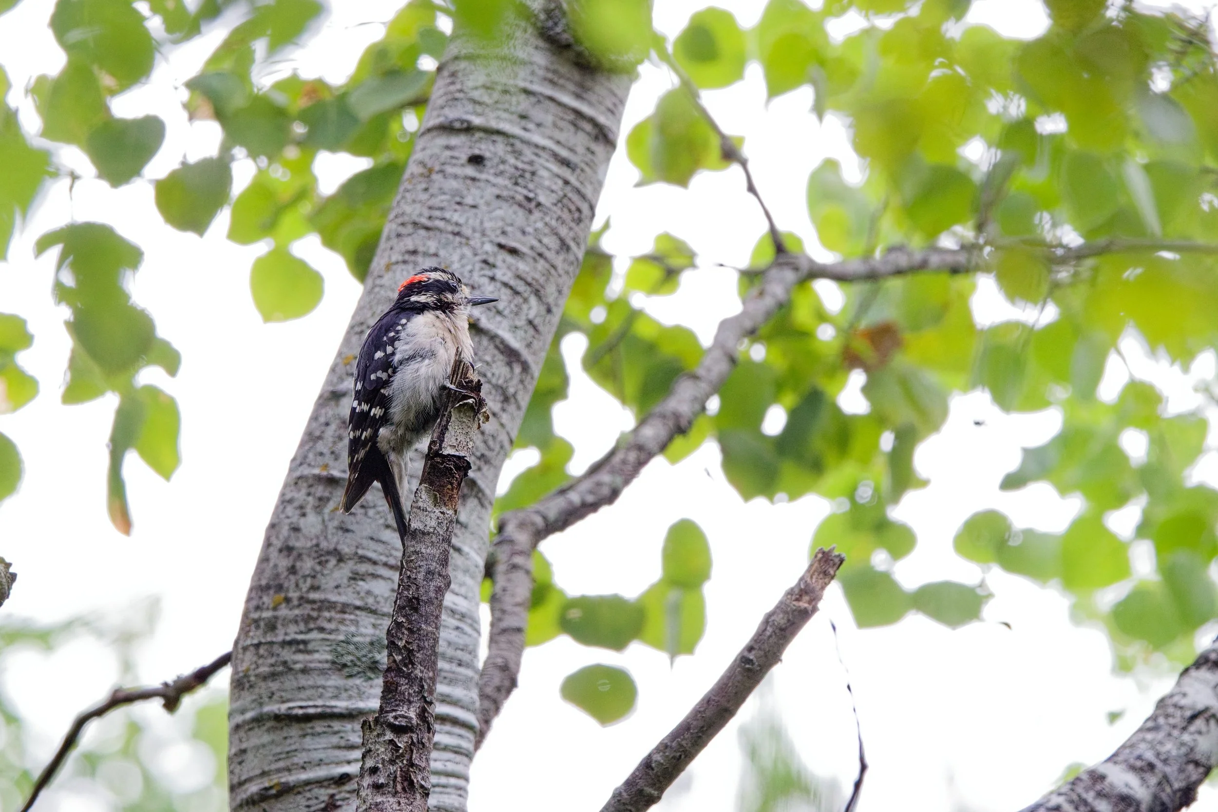 Downy Woodpecker (5).jpg