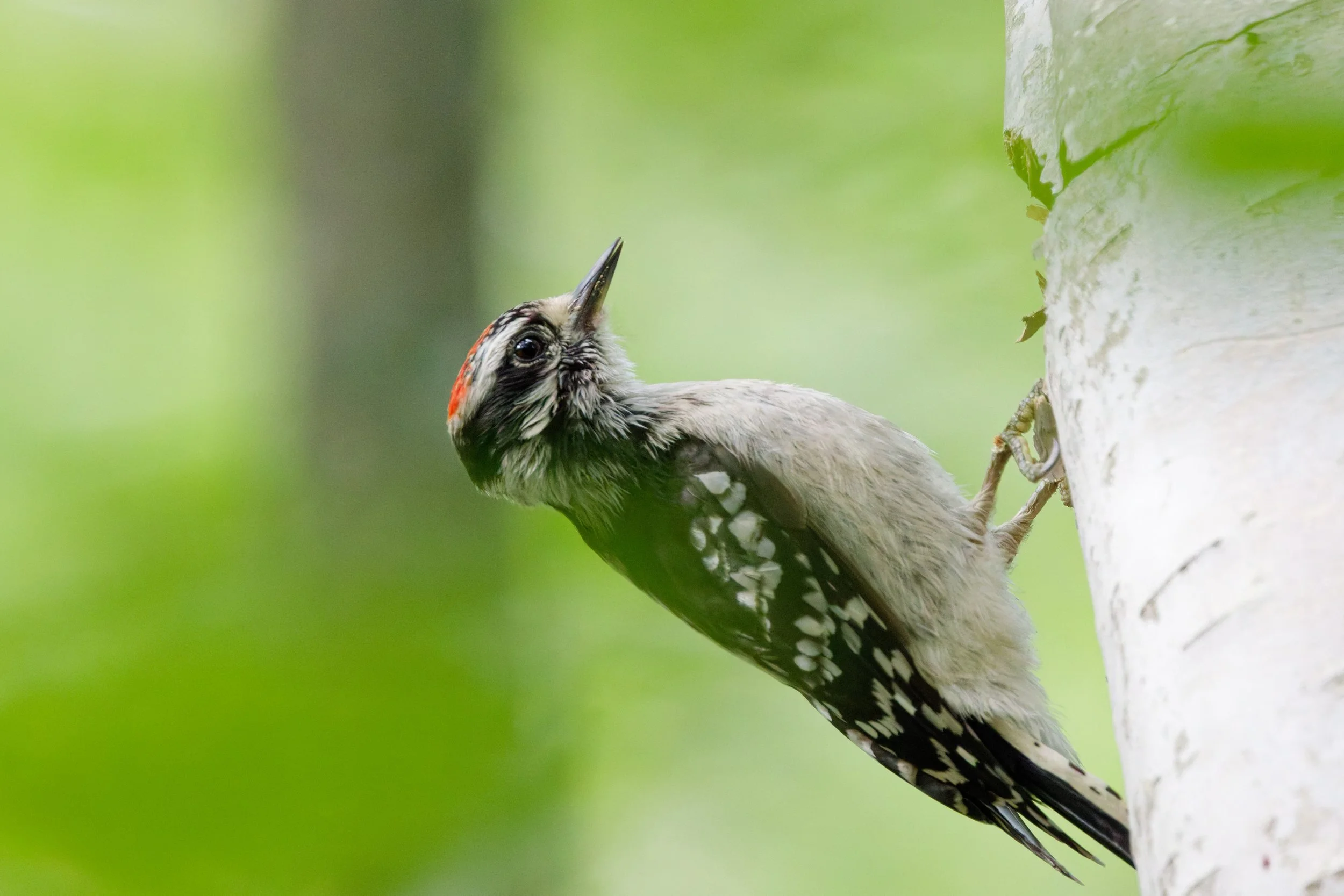 Downy Woodpecker (4).jpg
