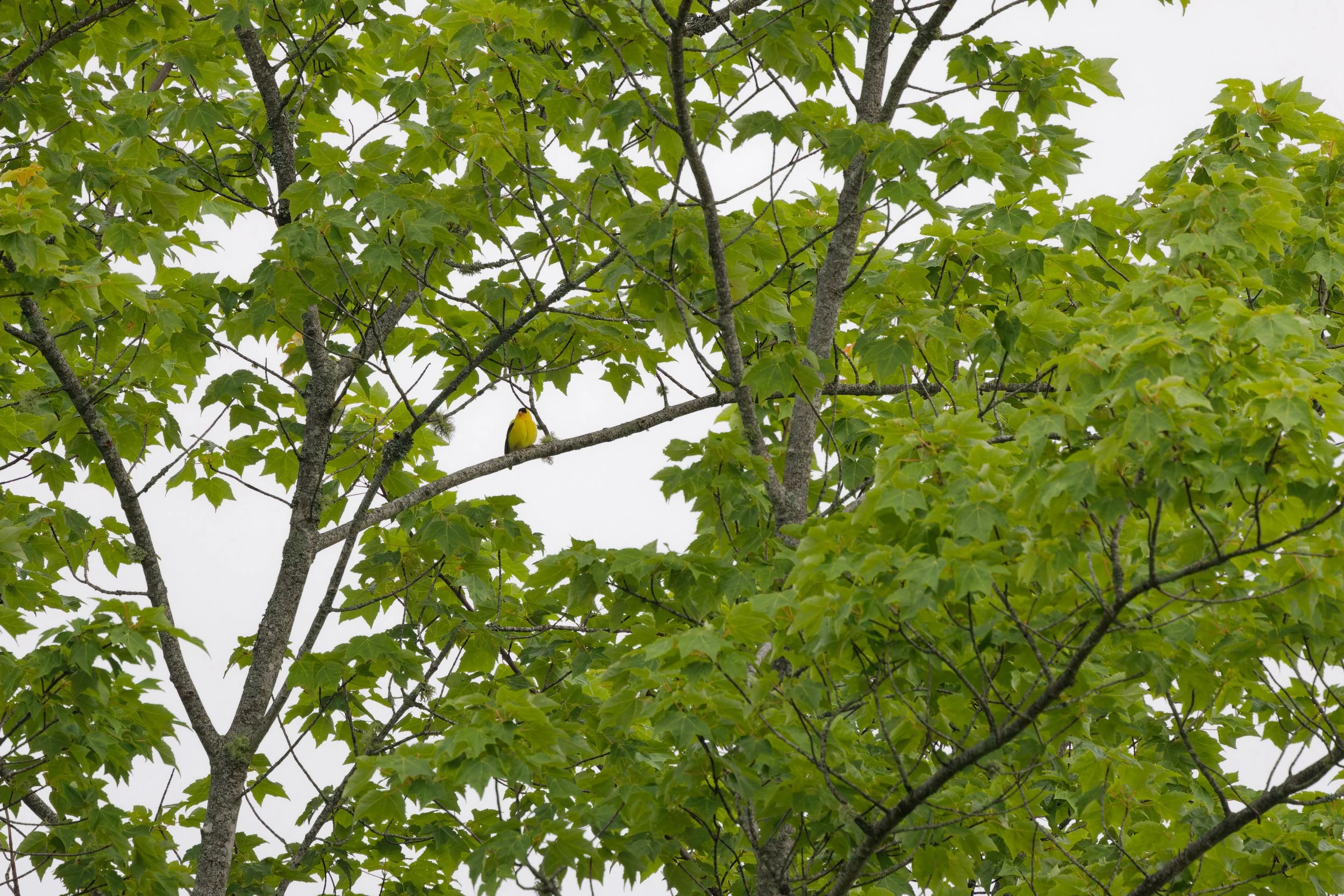 American Goldfinch (3).jpg