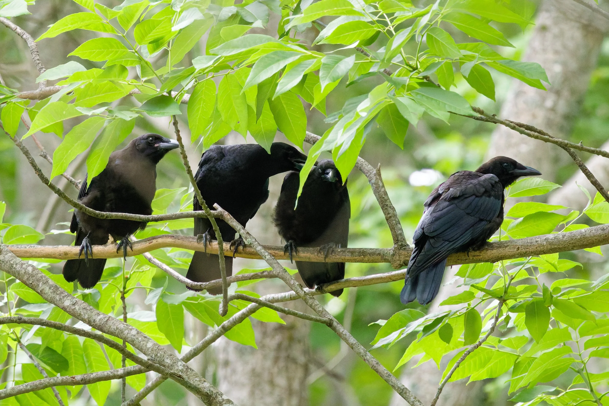 American Crow (5).jpg