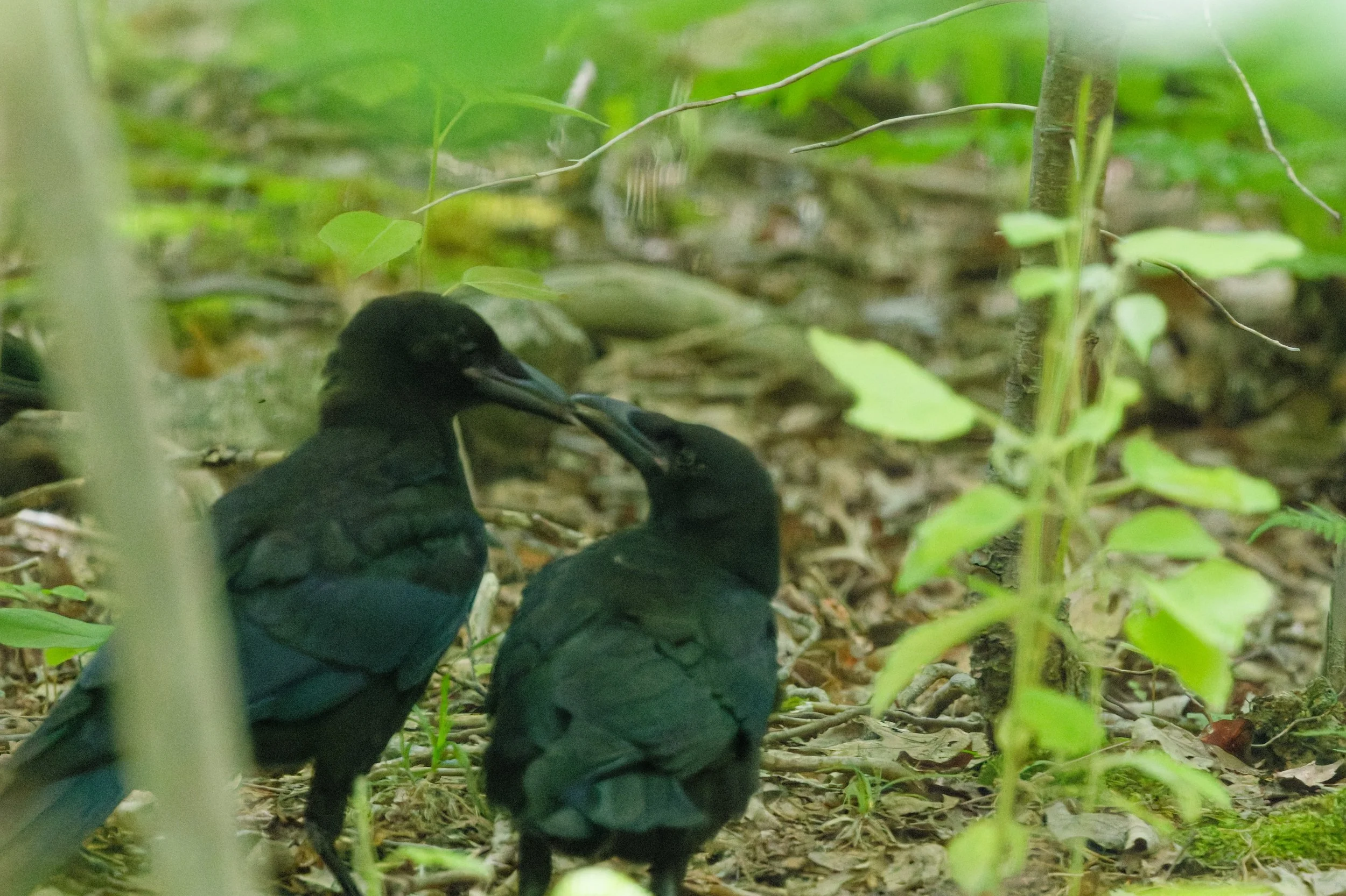 American Crow (6).jpg