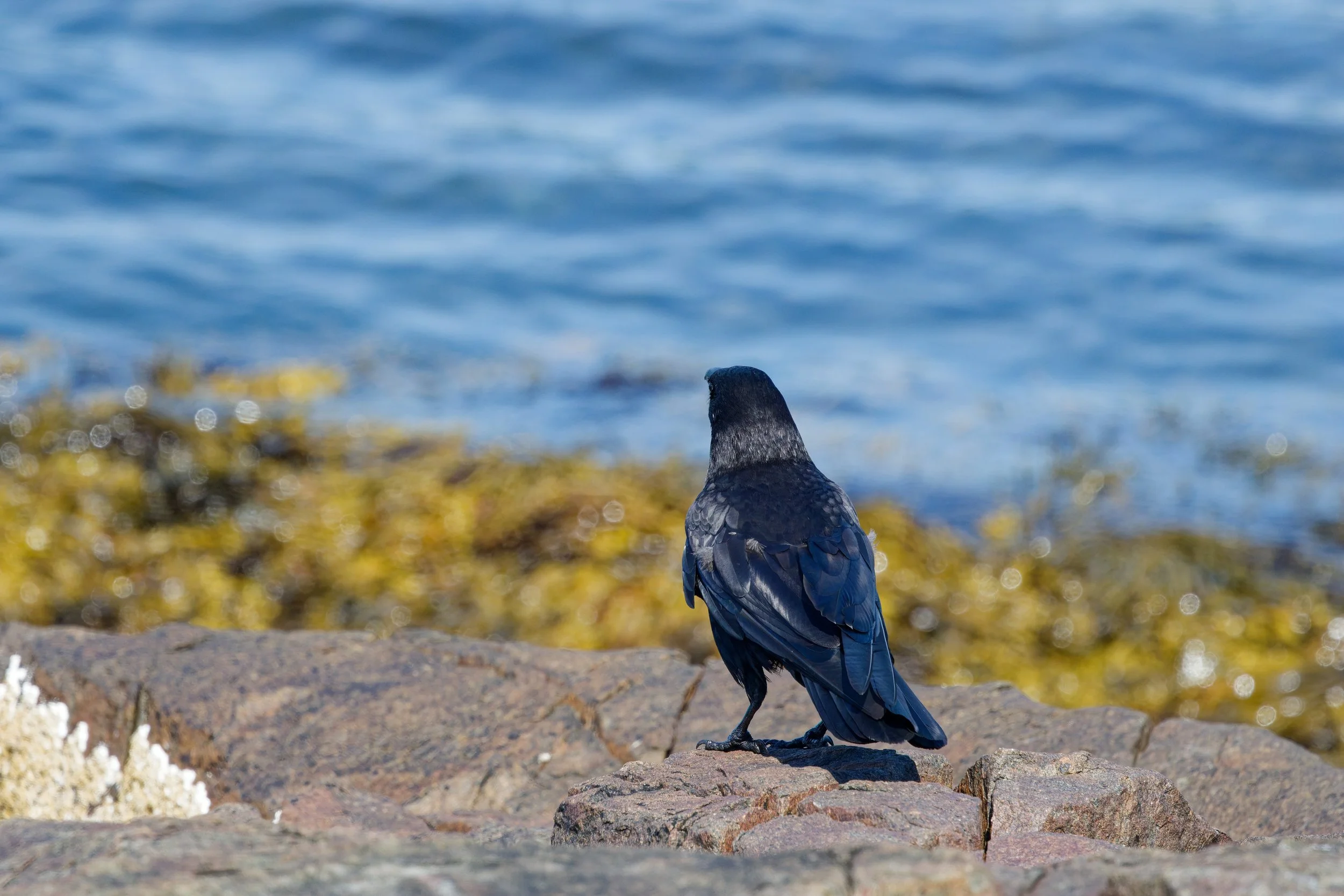 American Crow (7).jpg