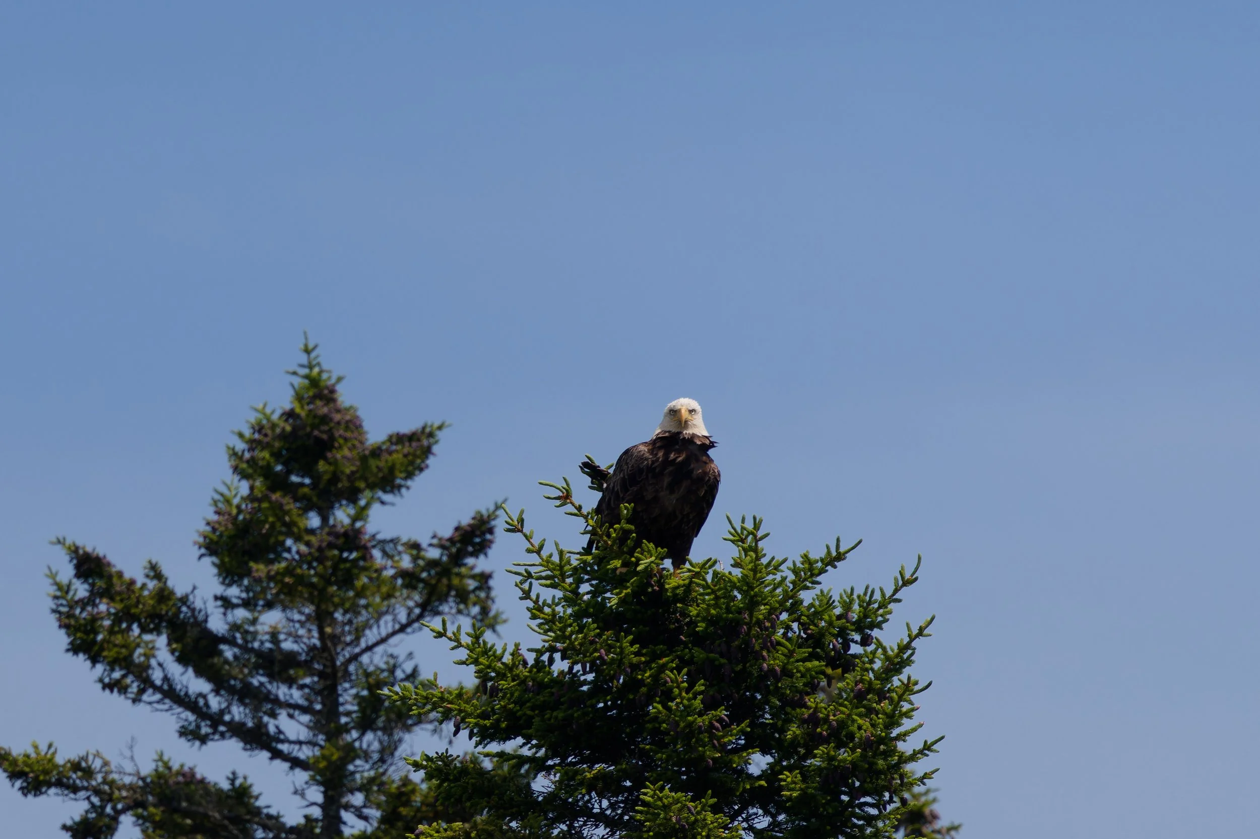 Bald Eagle (4).jpg