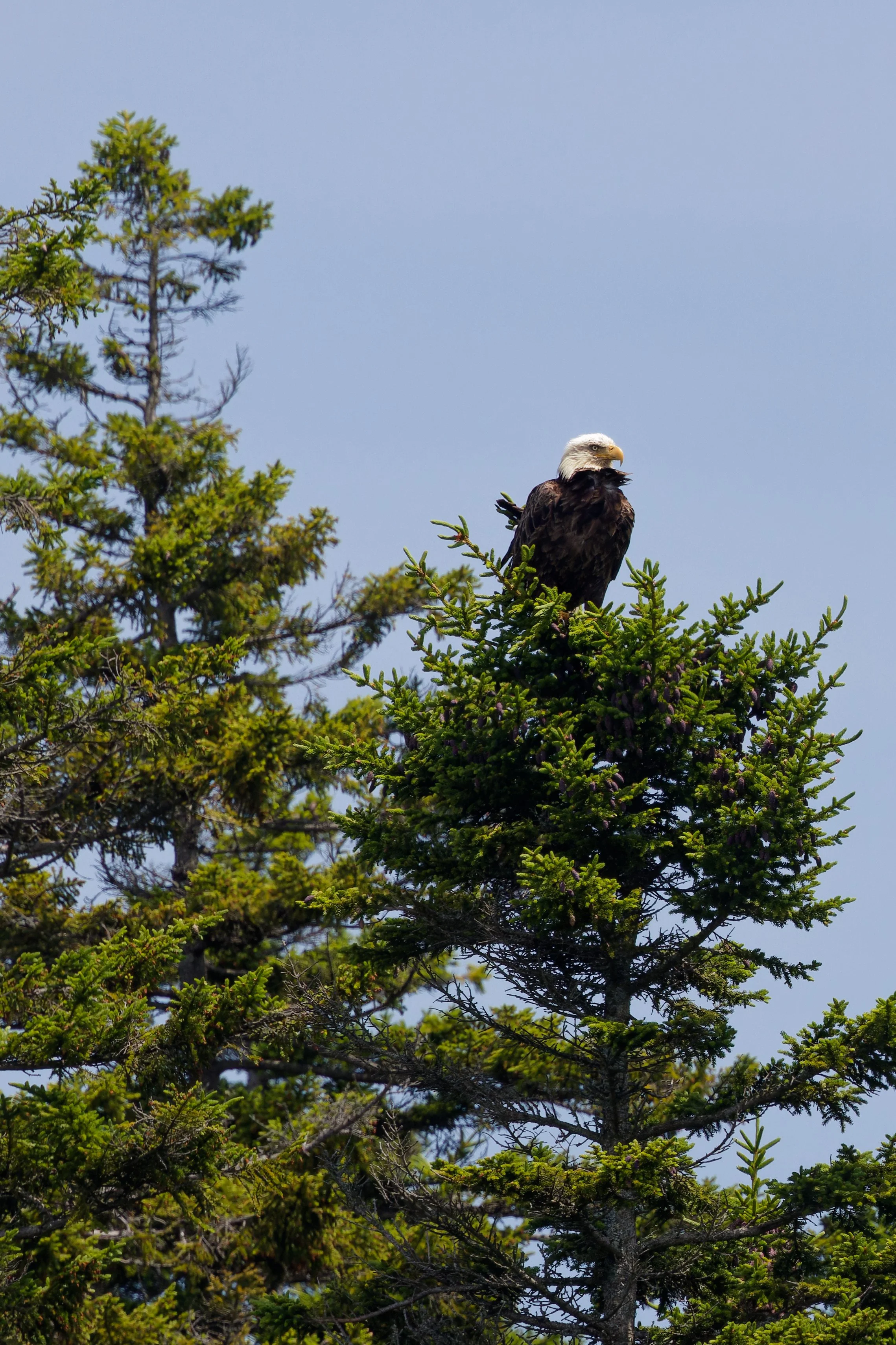 Bald Eagle (3).jpg
