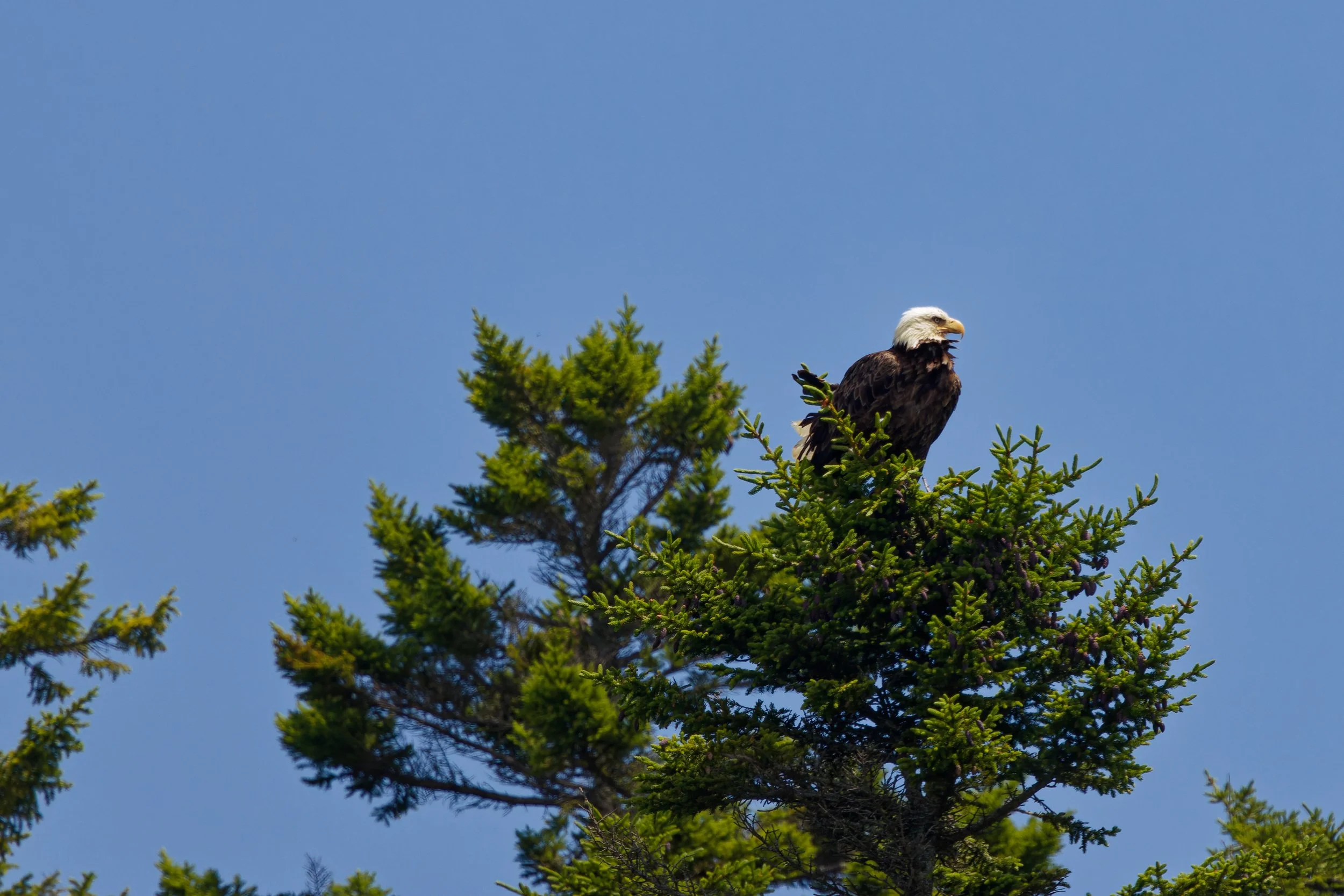 Bald Eagle (5).jpg