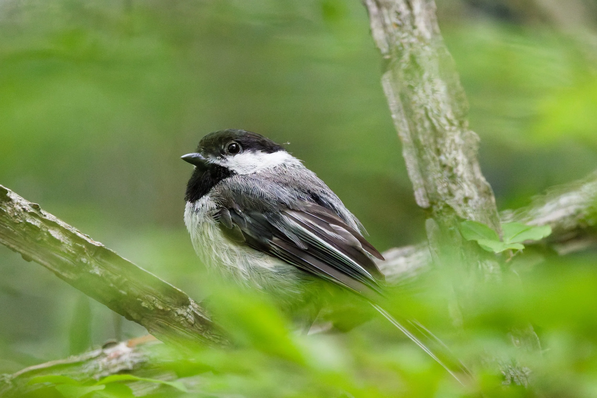 Black-capped Chickadee (1).jpg