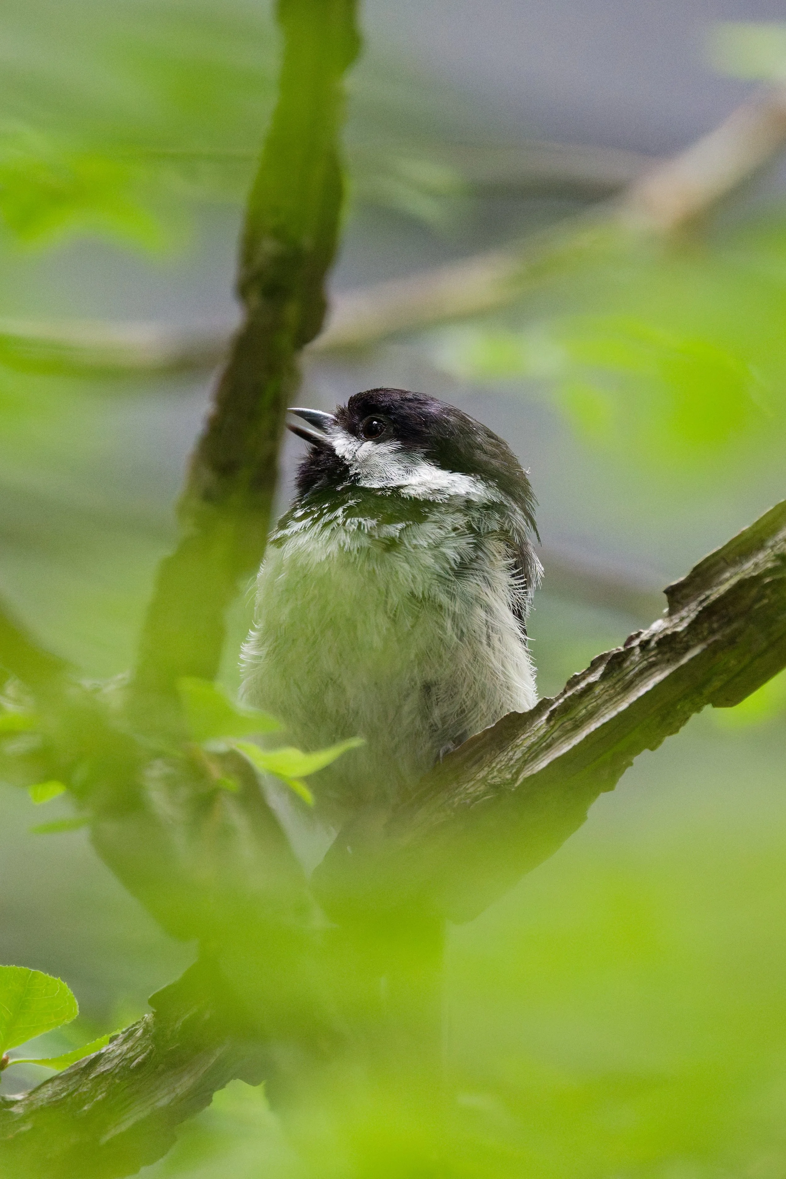 Black-capped Chickadee (4).jpg