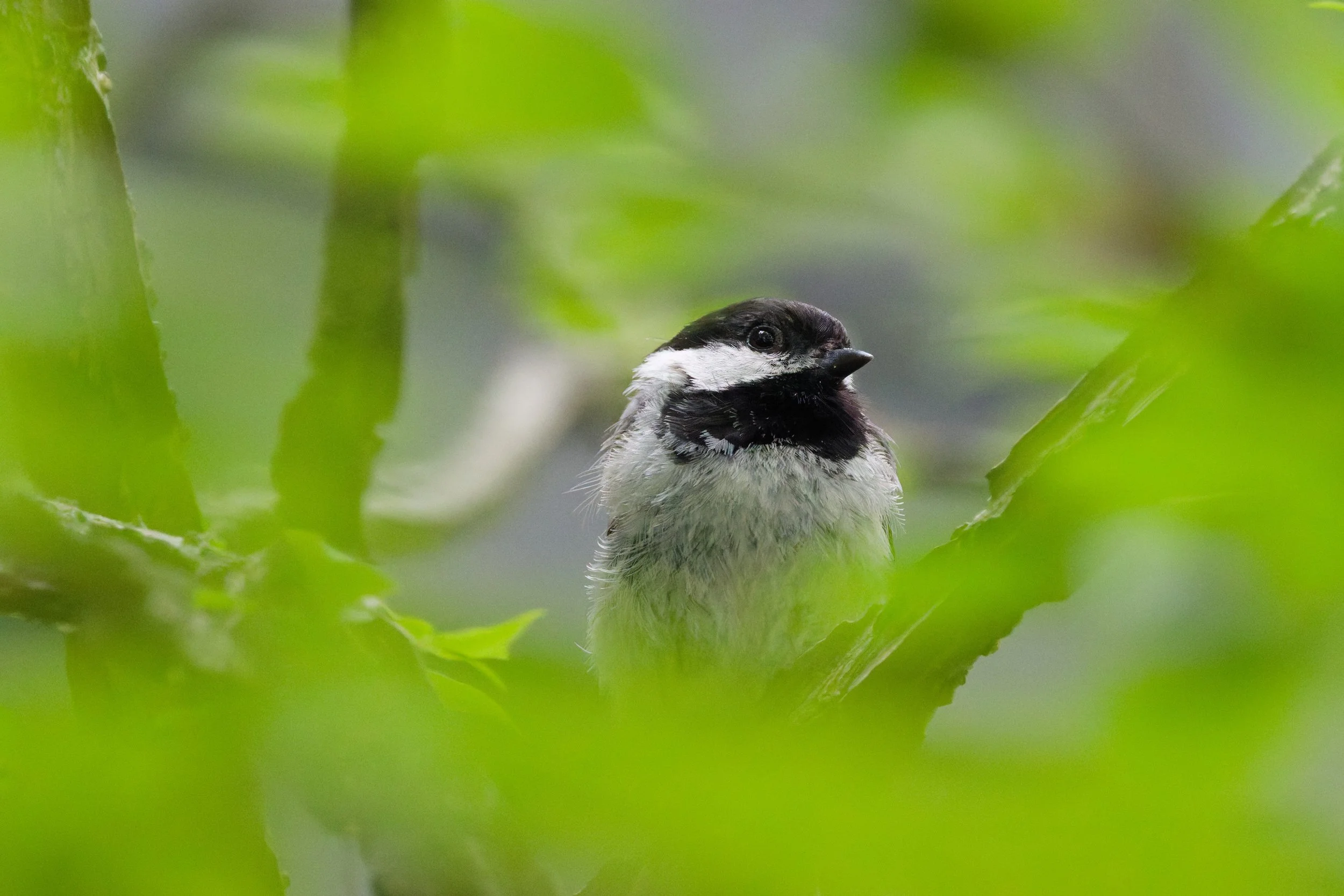 Black-capped Chickadee (3).jpg