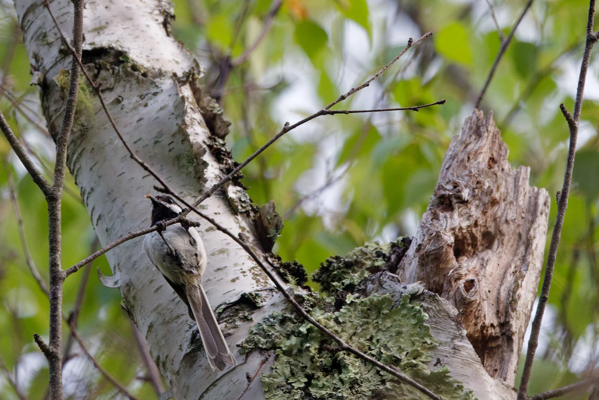 Black-capped Chickadee (6).jpg