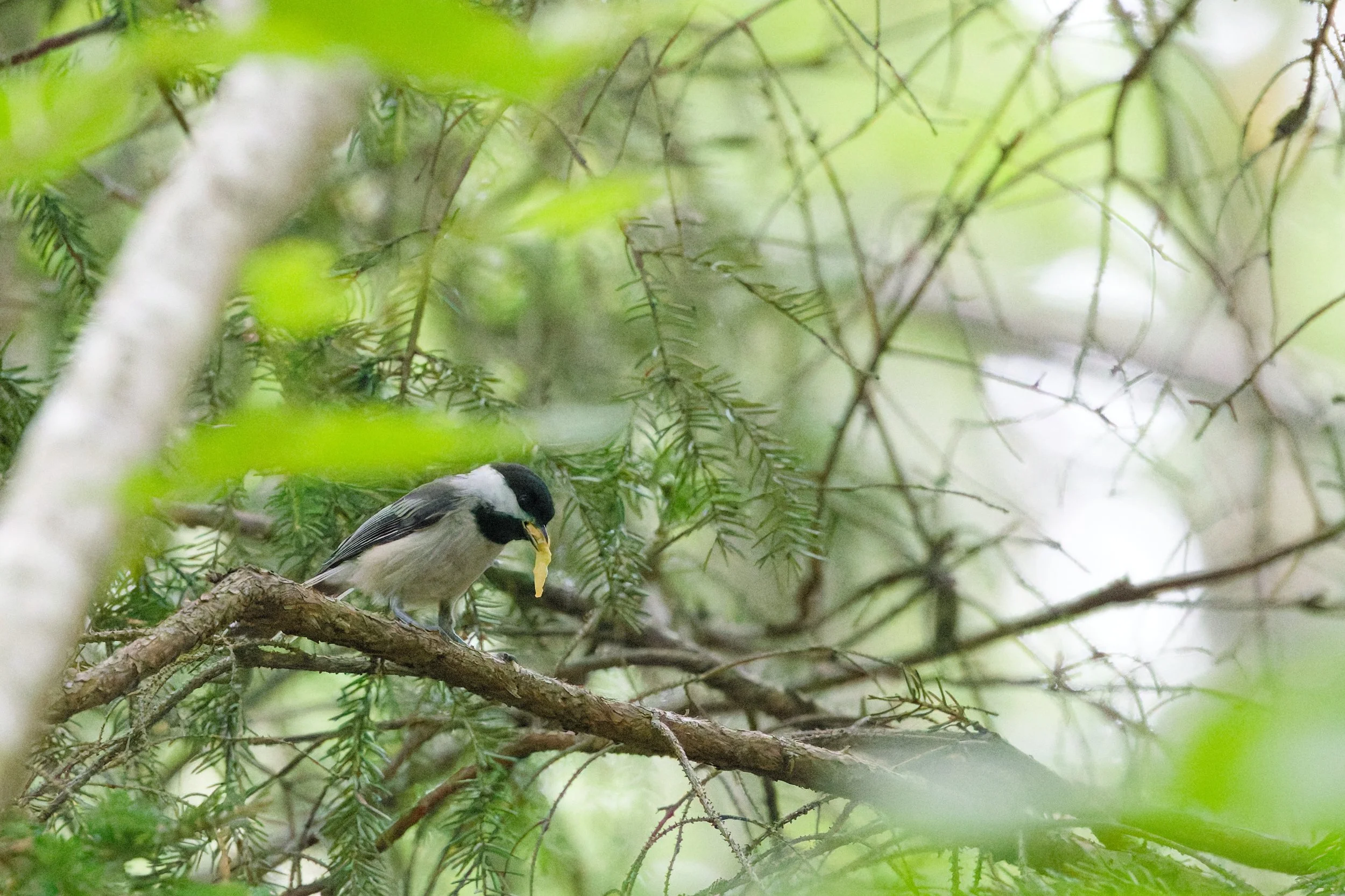 Black-capped Chickadee (7).jpg