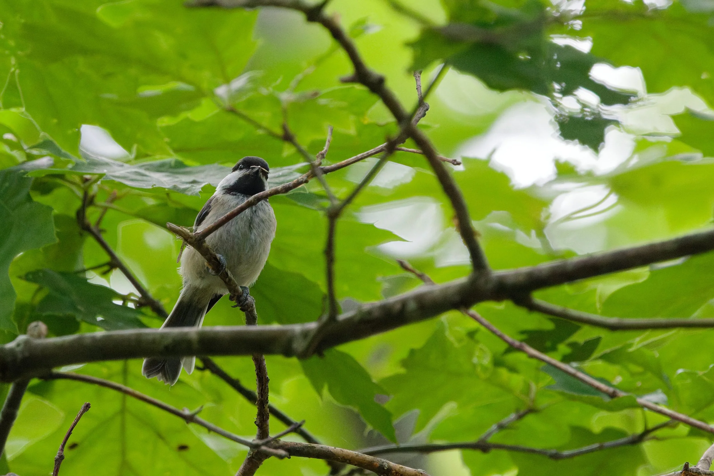 Black-capped Chickadee (8).jpg