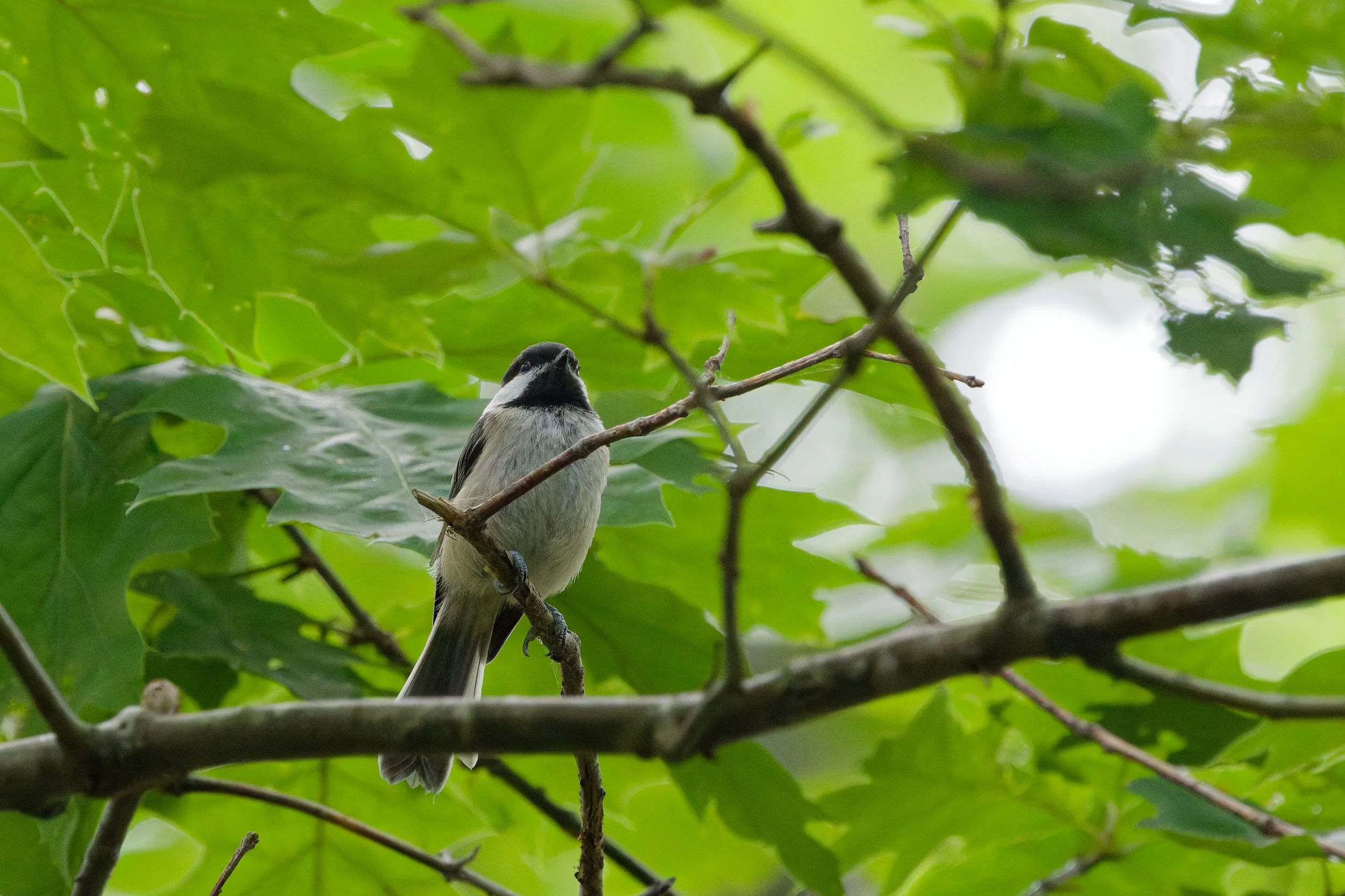 Black-capped Chickadee (9).jpg