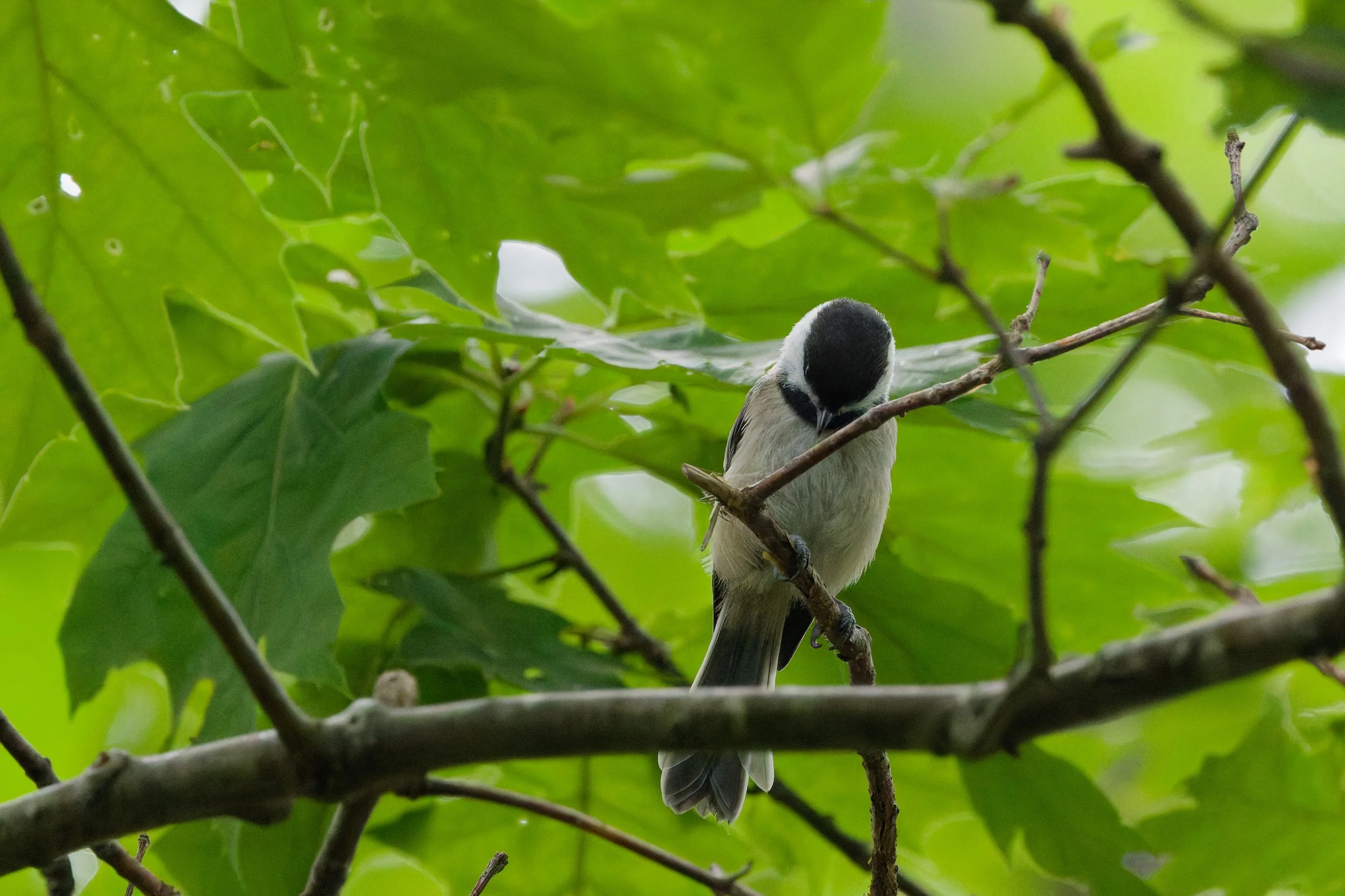 Black-capped Chickadee (10).jpg