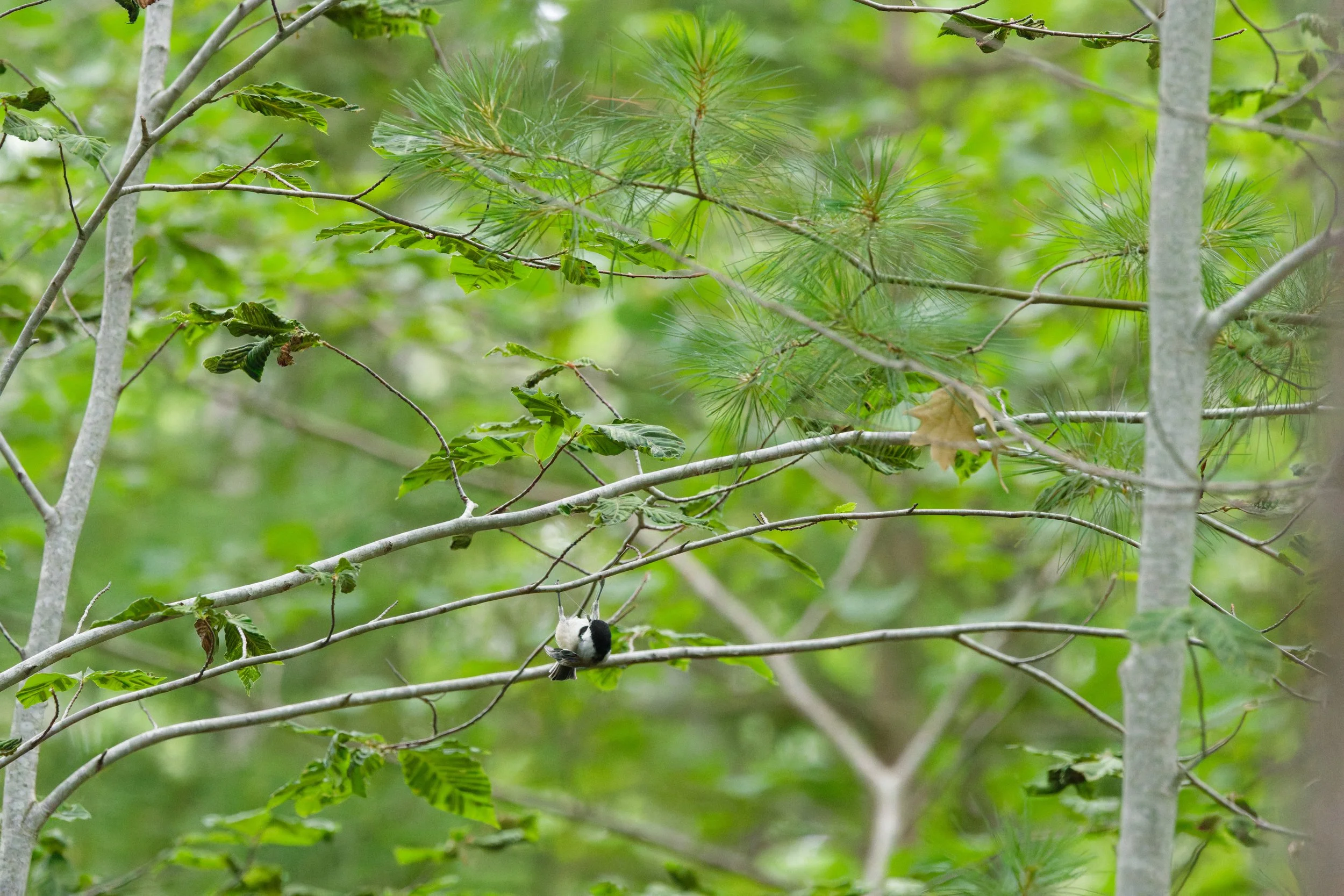 Black-capped Chickadee (11).jpg