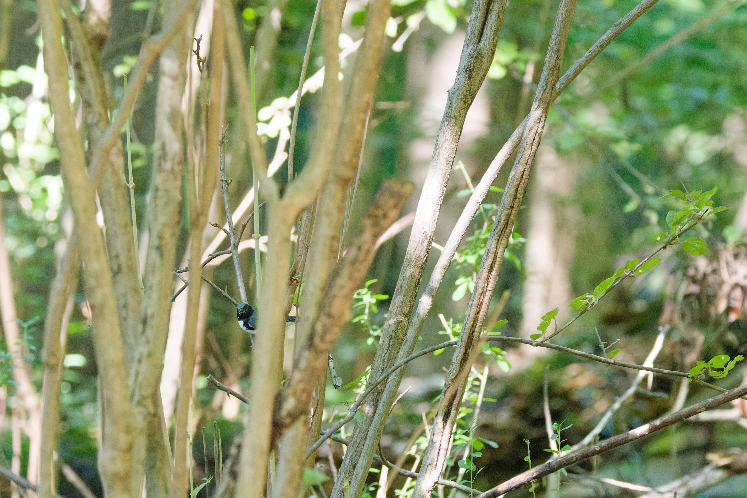 Black-throated Blue Warbler (1).jpg