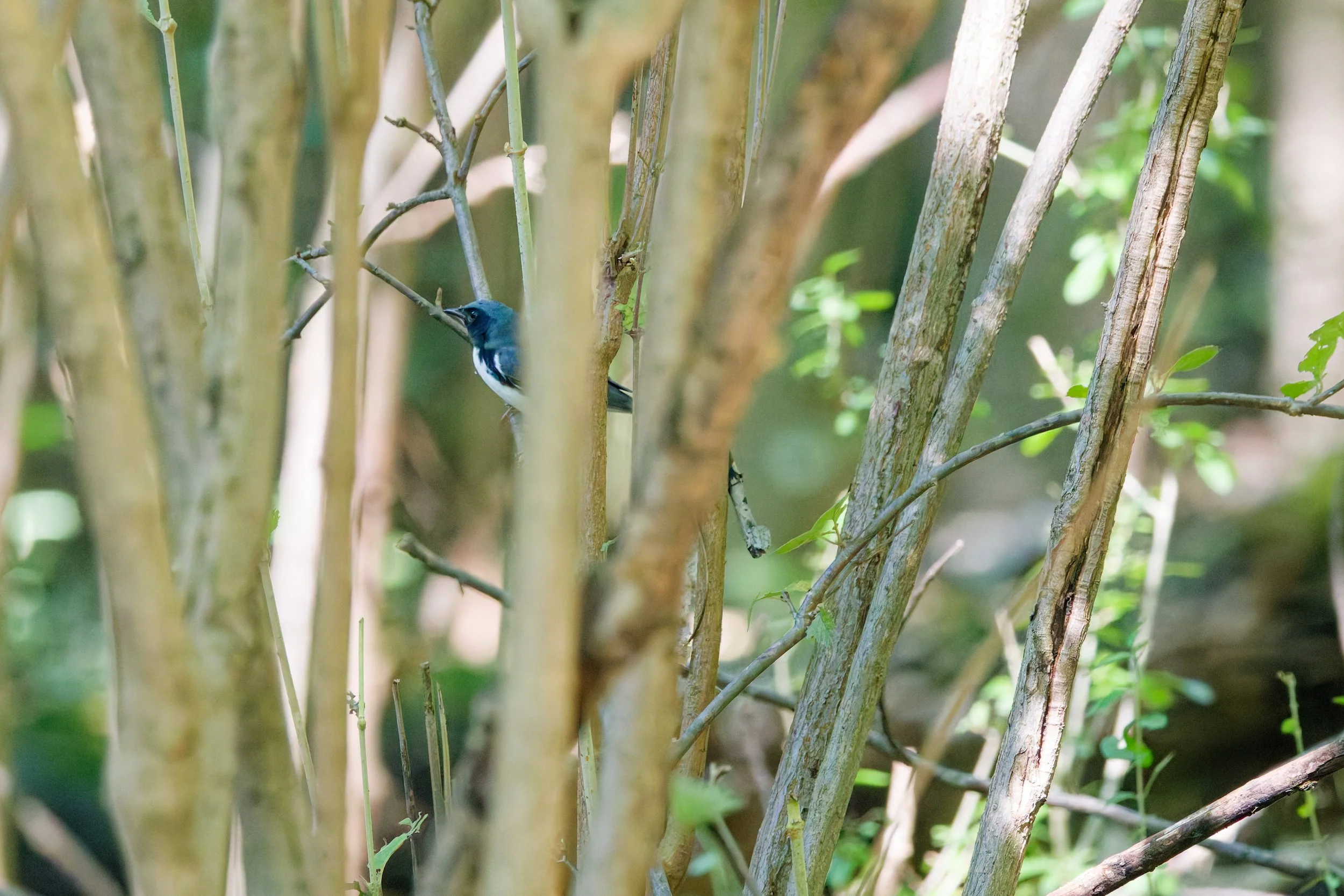 Black-throated Blue Warbler (2).jpg
