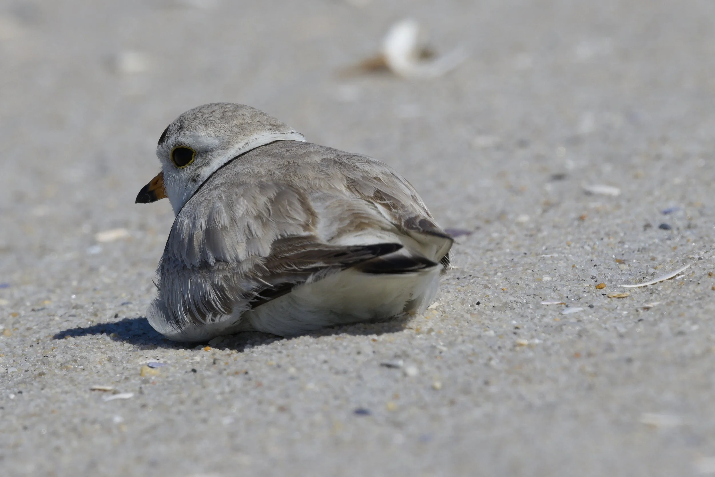 Piping Plover2.jpg