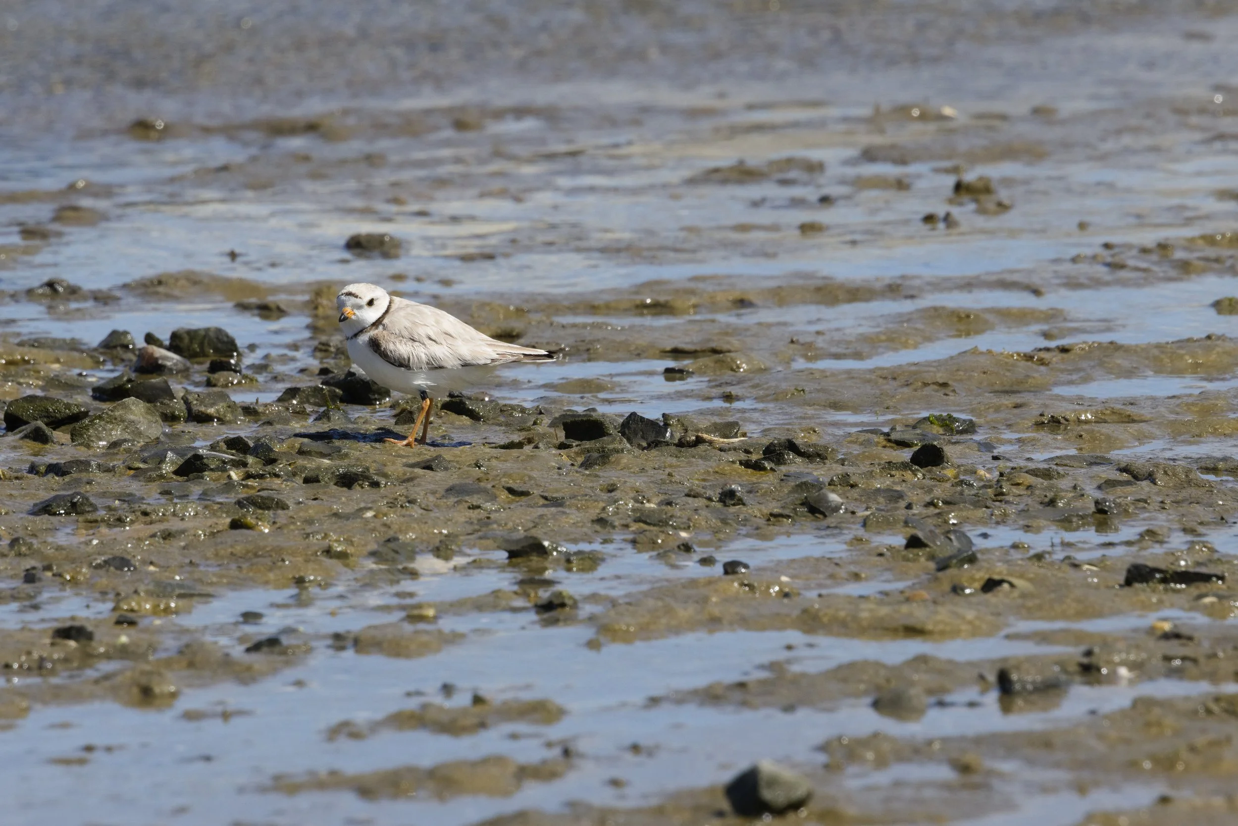 Piping Plover1.jpg
