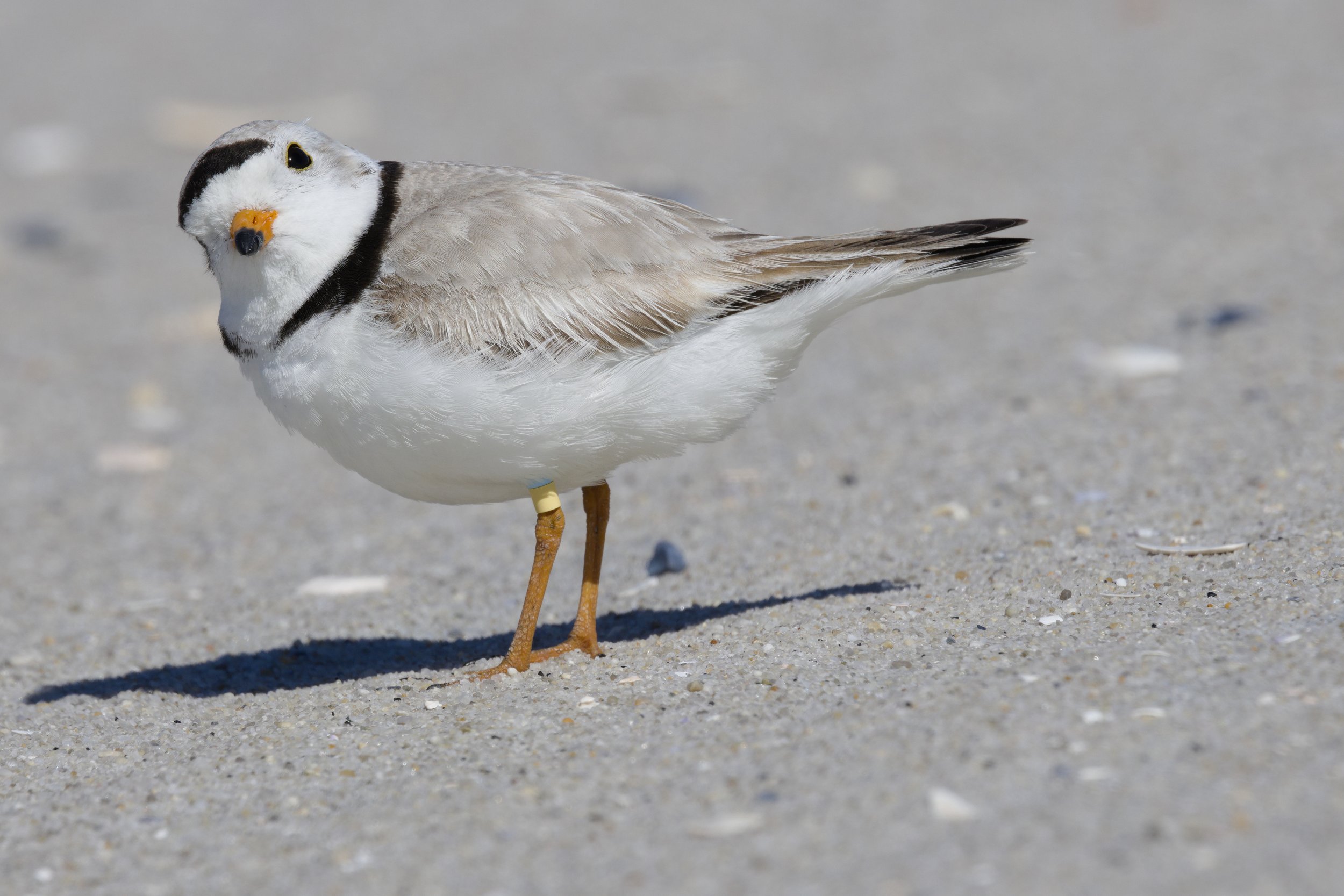 Piping Plover3.jpg