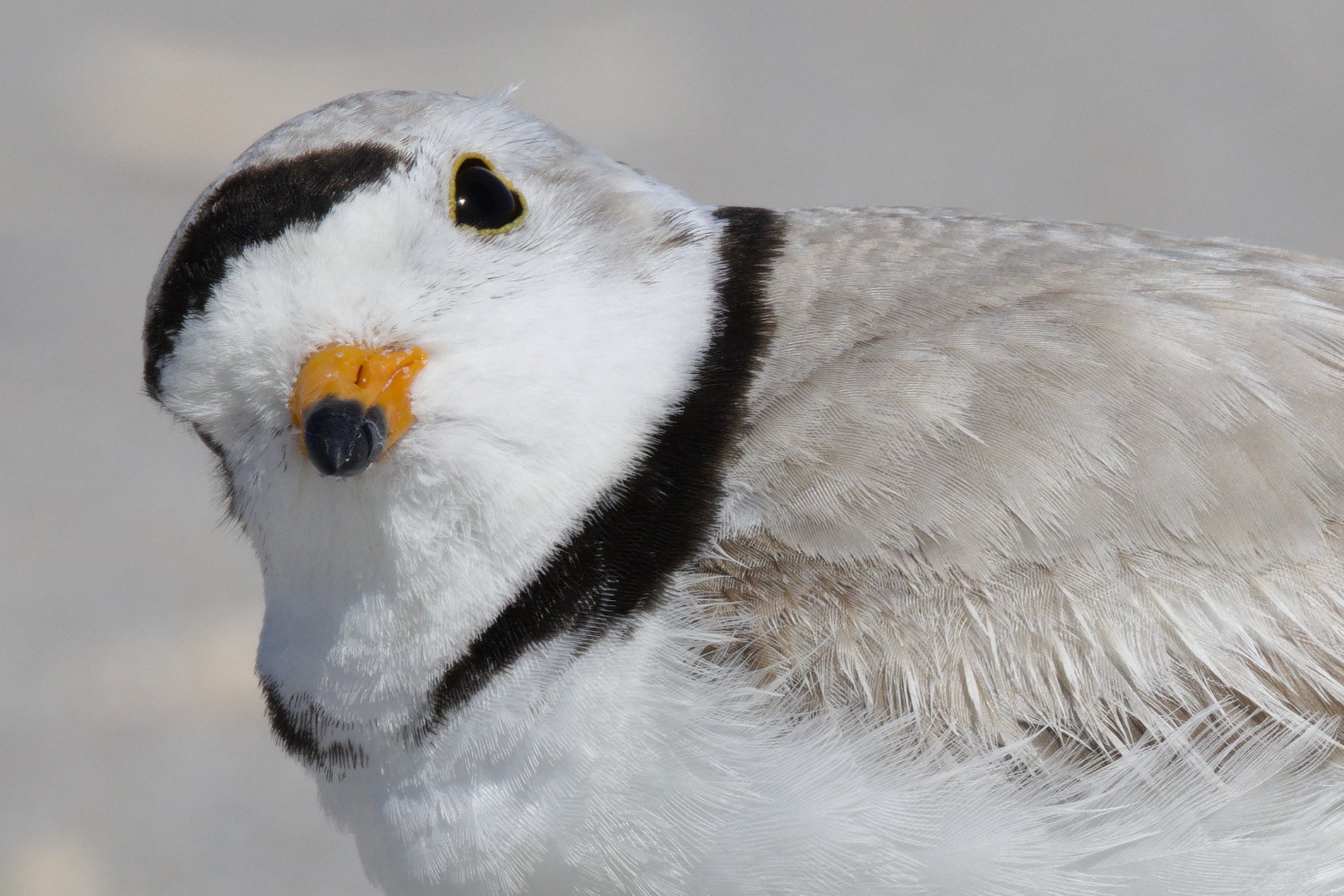 Piping Plover