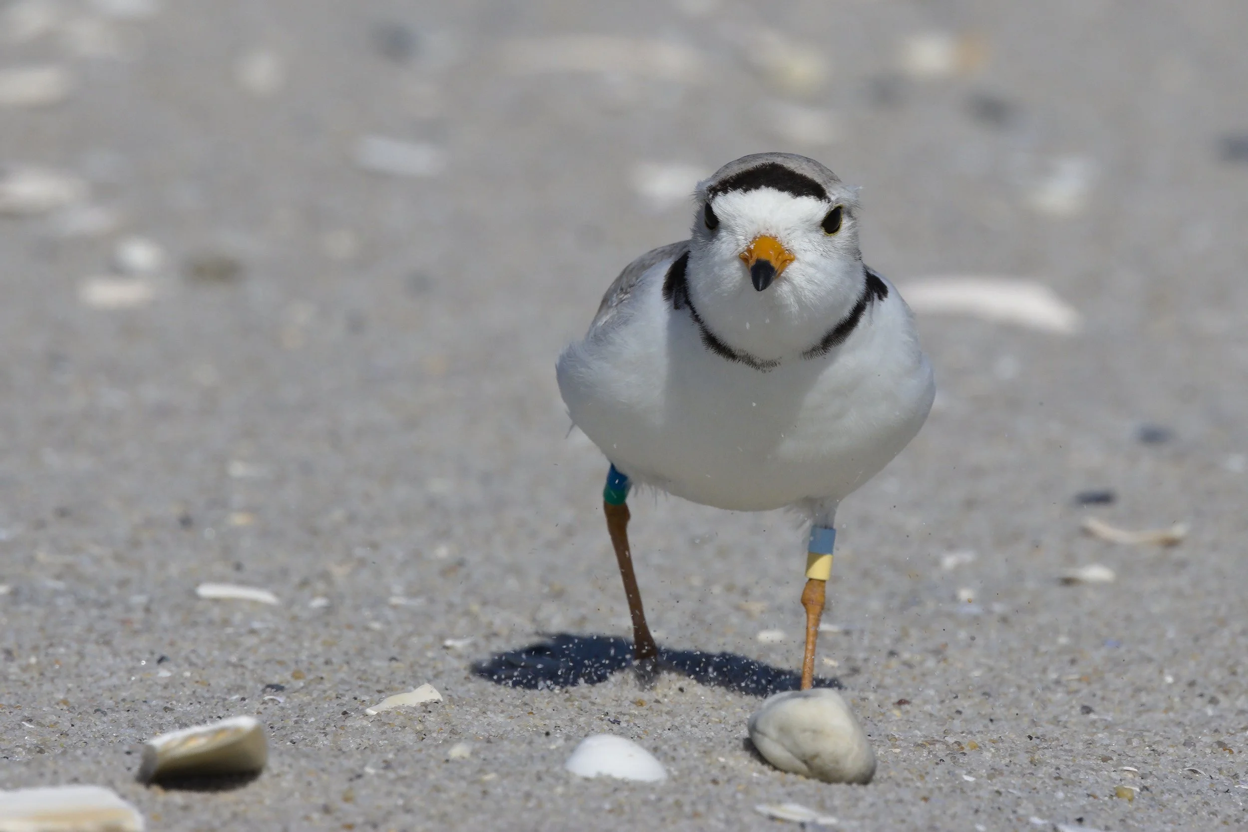 Piping Plover5.jpg