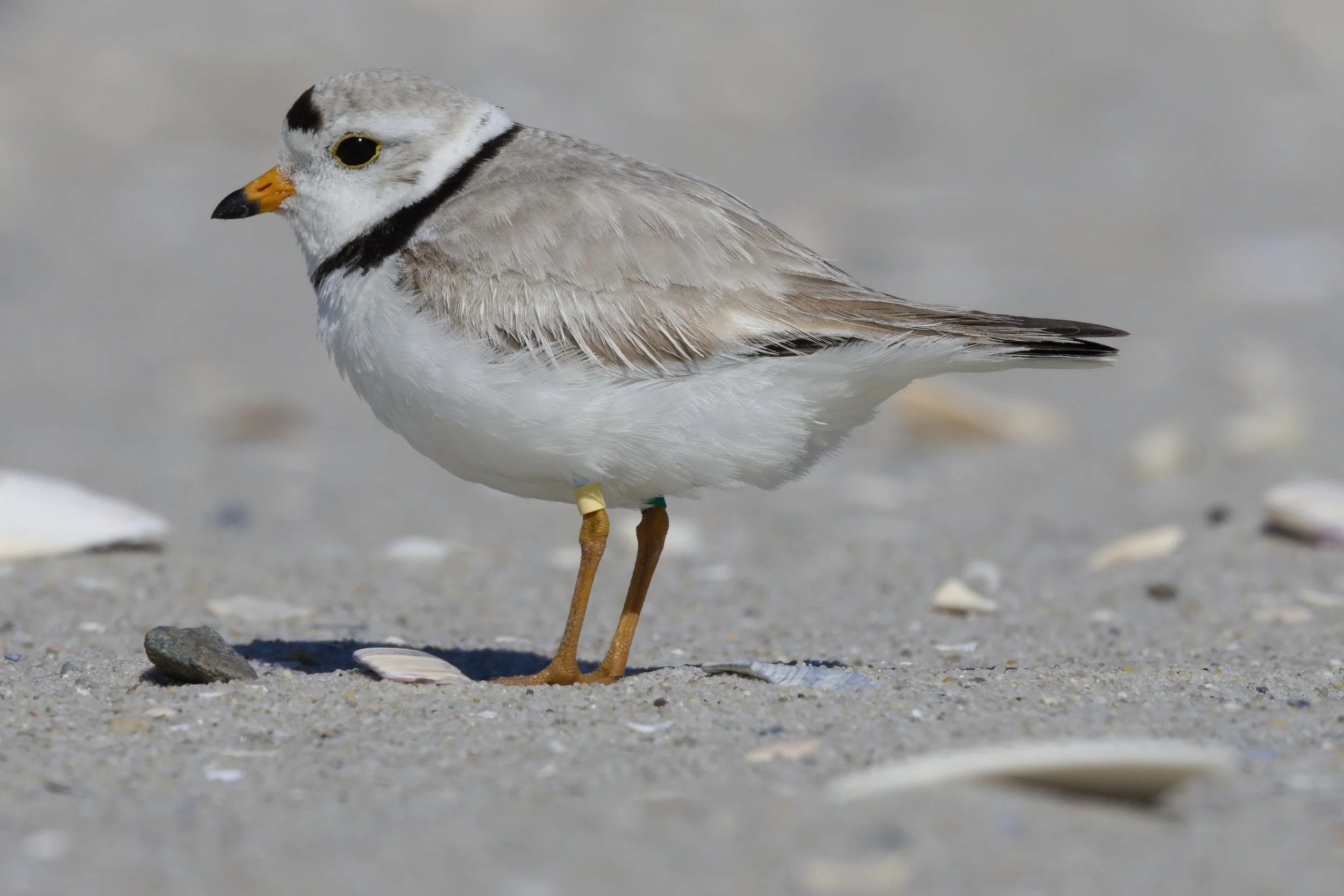 Piping Plover6.jpg