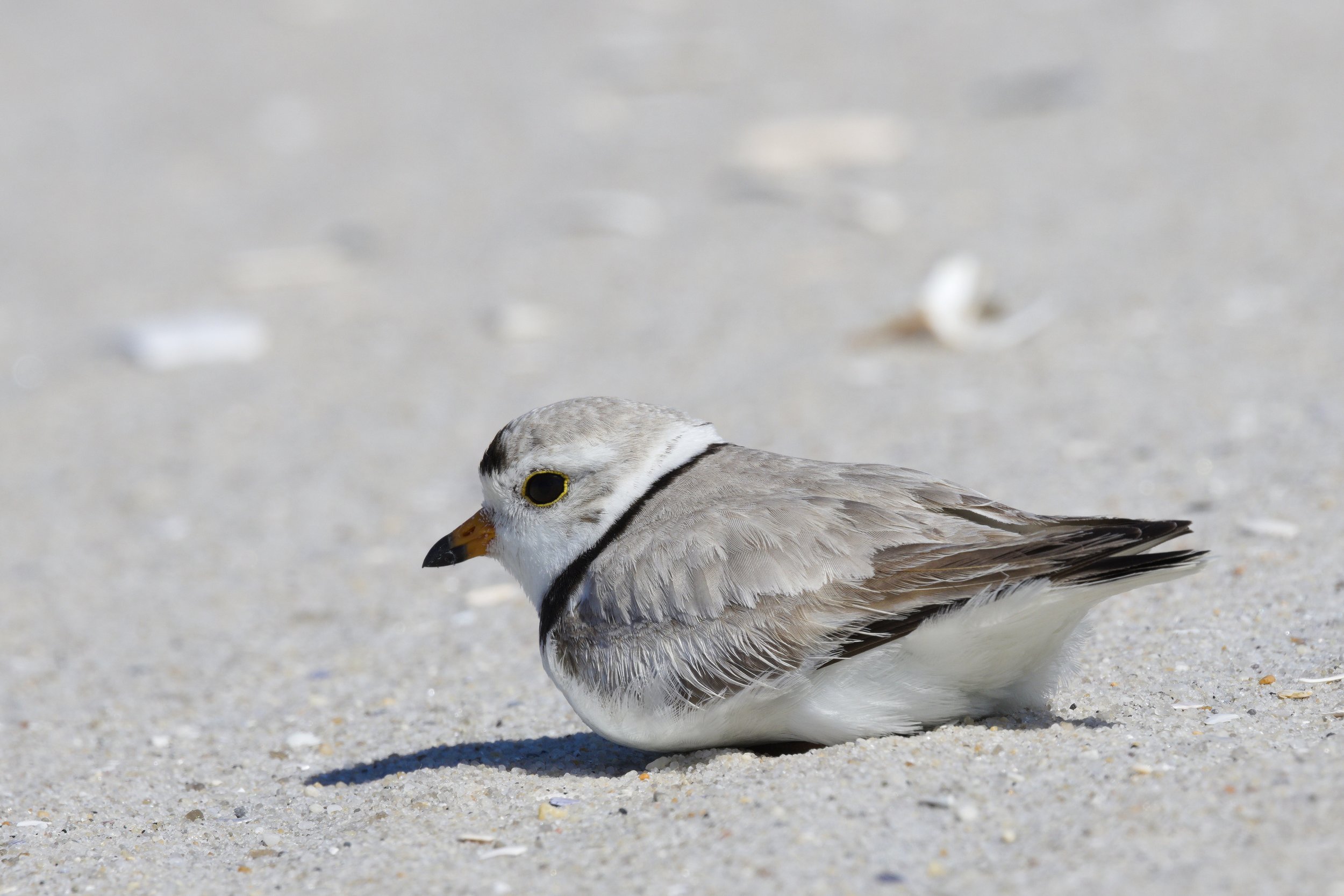 Piping Plover8.jpg
