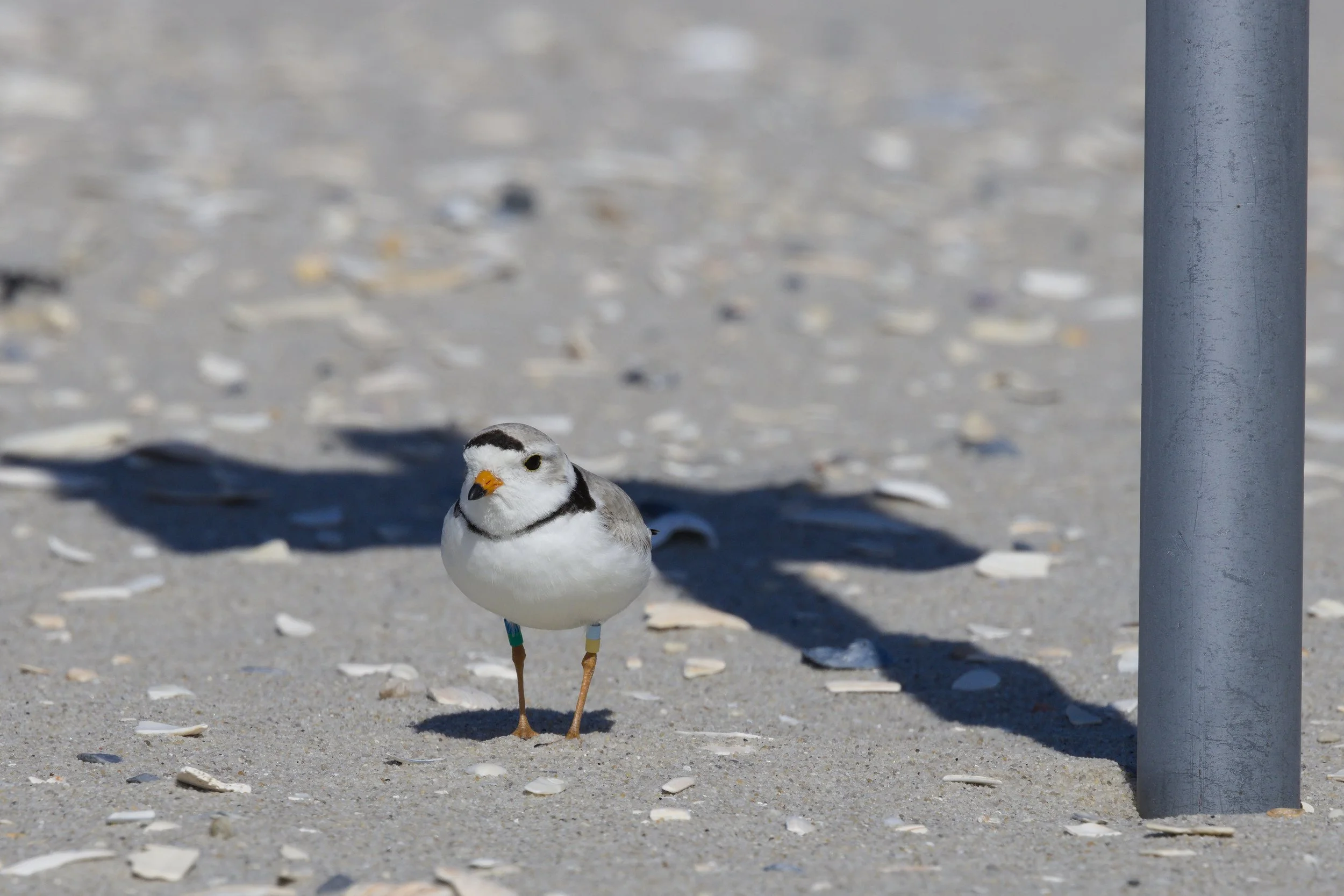 Piping Plover7.jpg