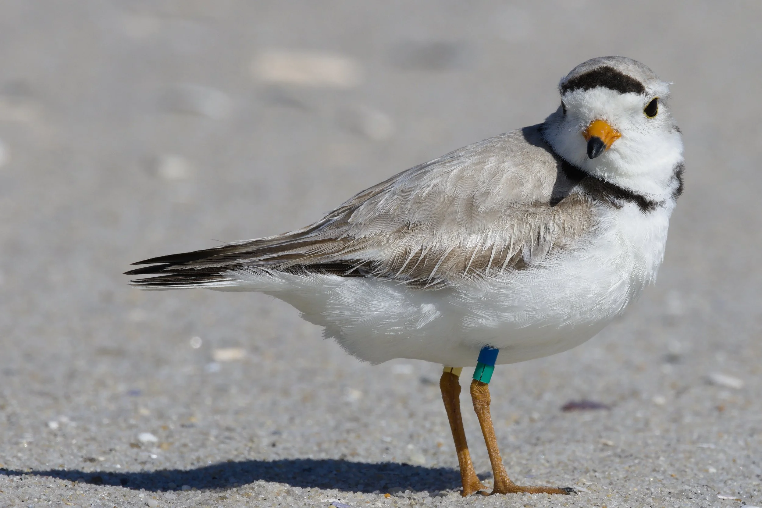 Piping Plover9.jpg