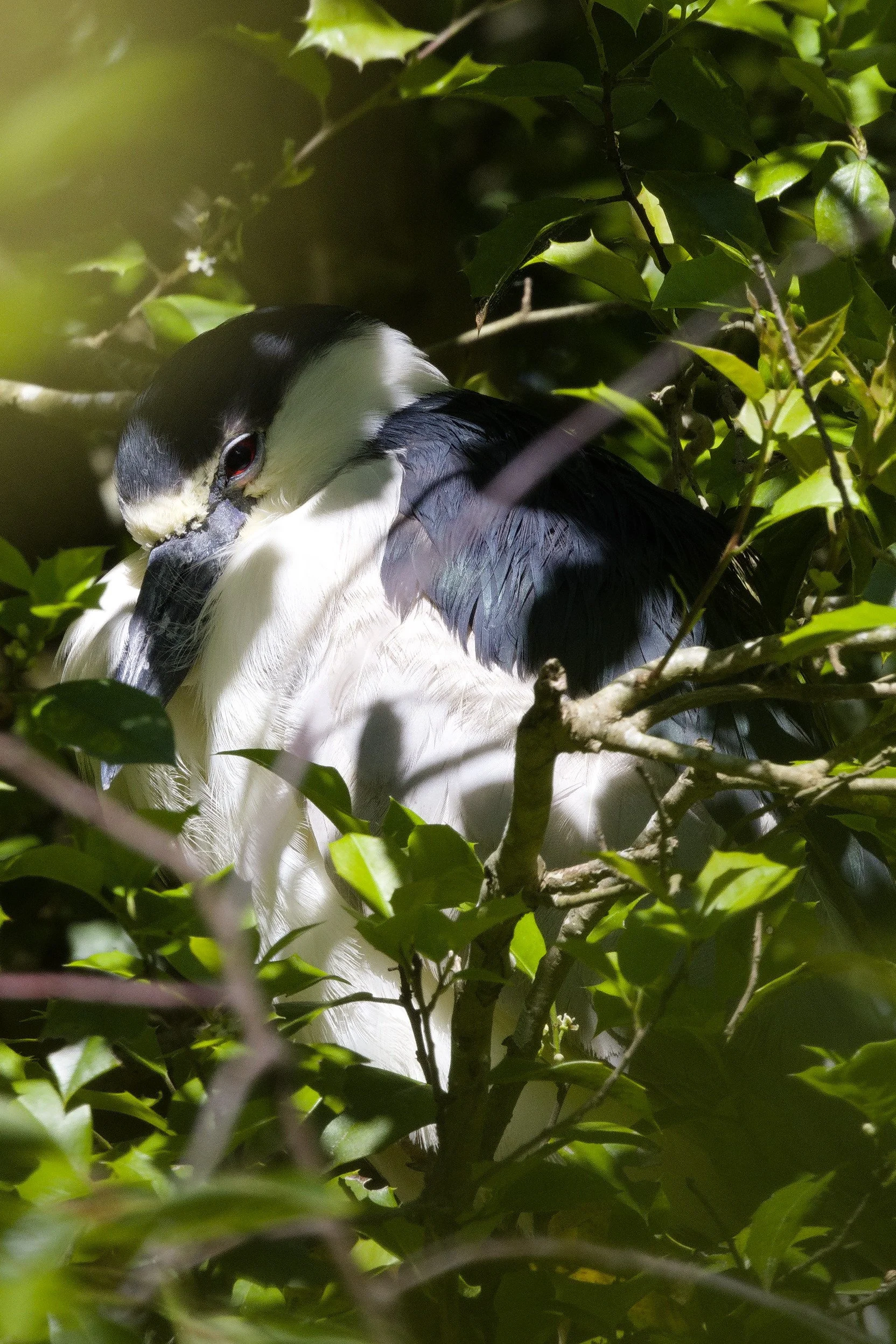 Black-crowned Night Heron1.jpg