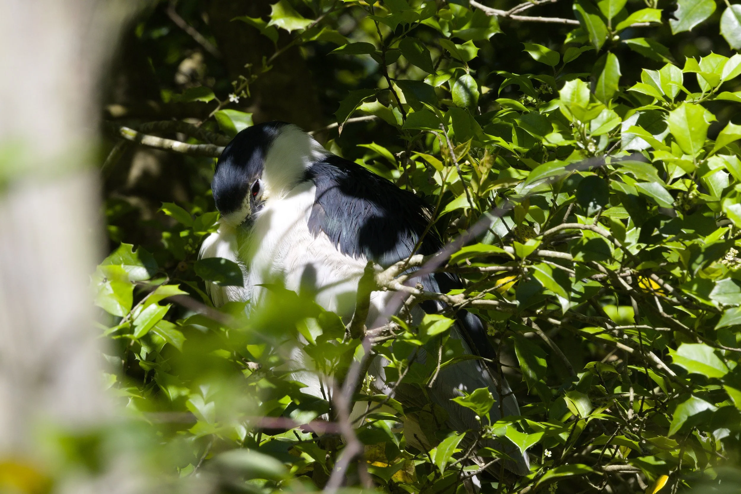 Black-crowned Night Heron2.jpg